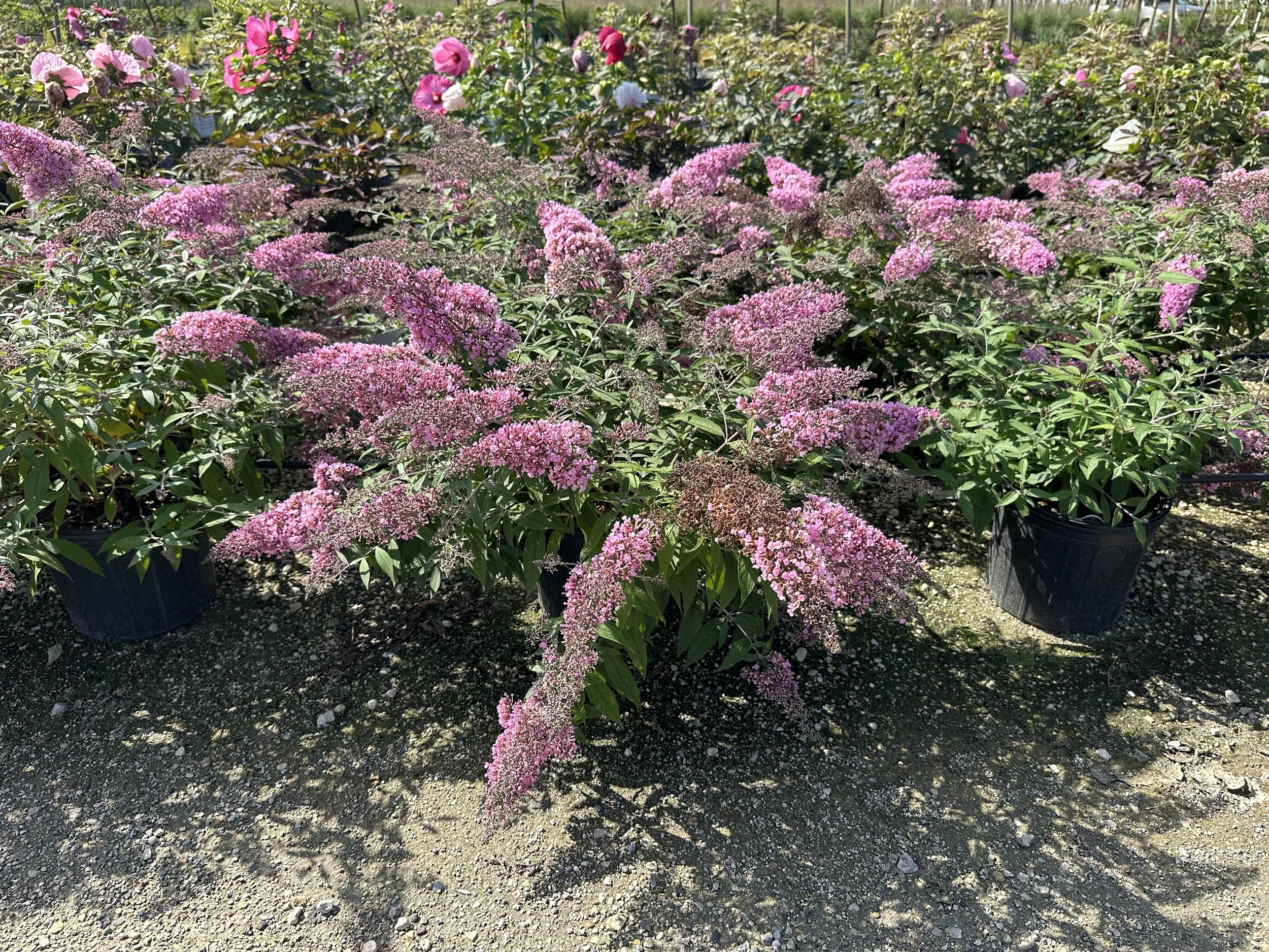Buddleia 'Pink Cascade II' PP35438