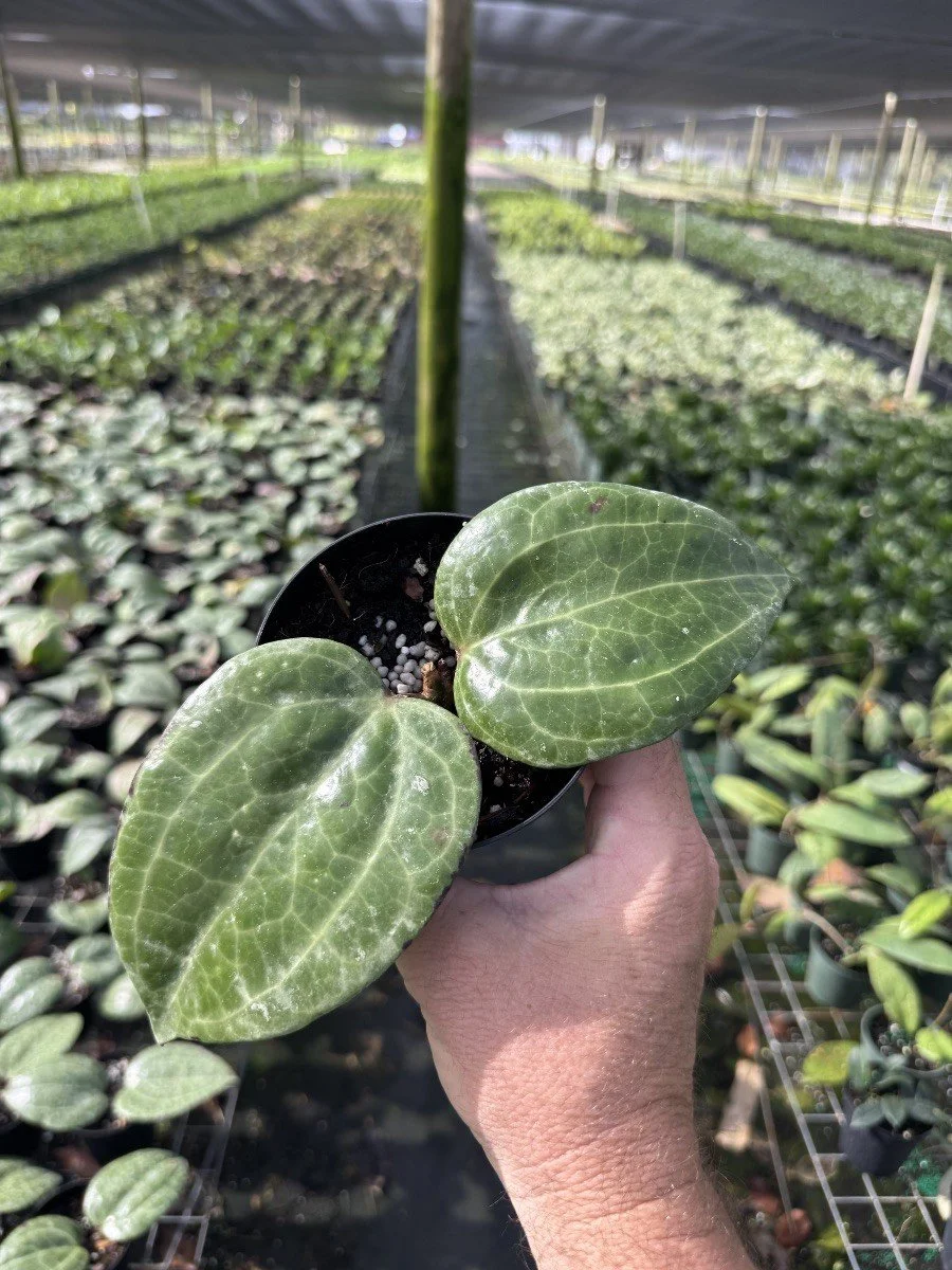 4IN Hoya Sarawak.jpg