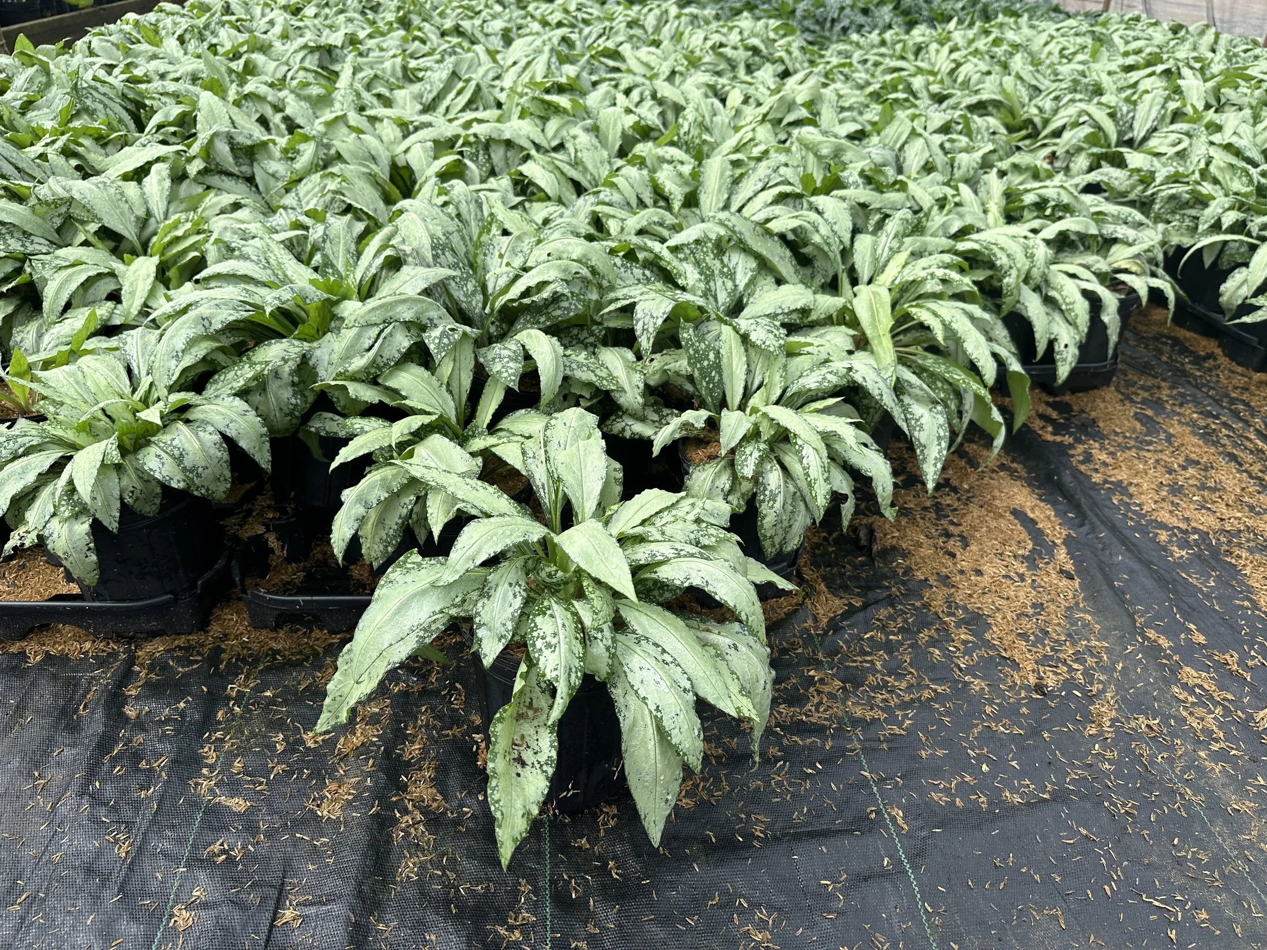 Pulmonaria 'Silver Bouquet' PP20059