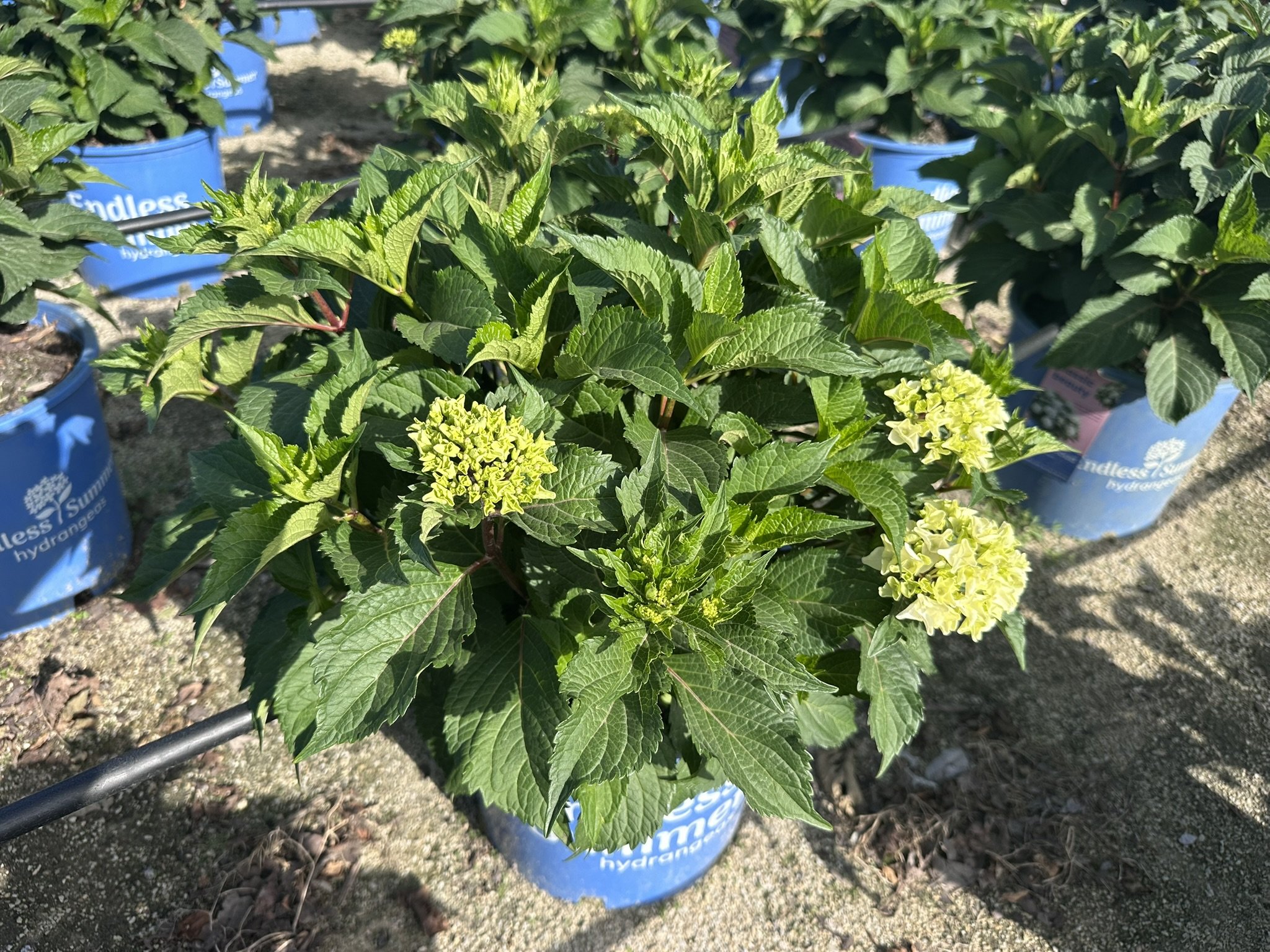 Hydrangea m. Endless Summer® DreamCloud® 'BAILMACEIGHT' PP36306