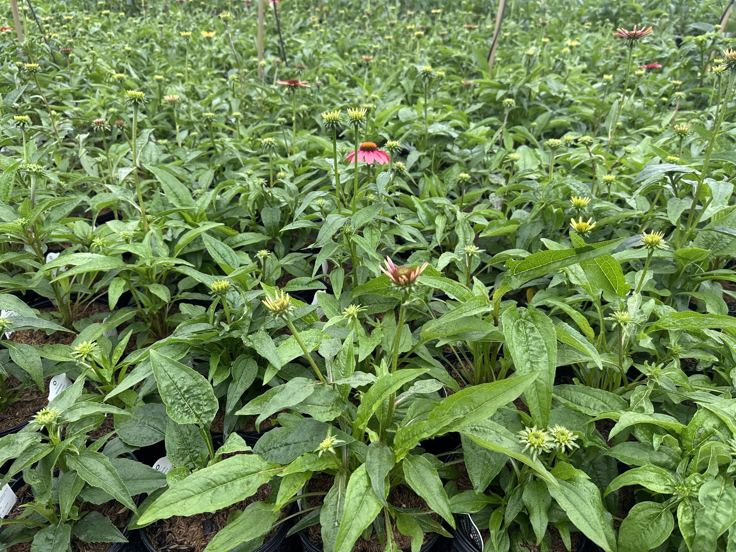 Echinacea 'Cheyenne Spirit'