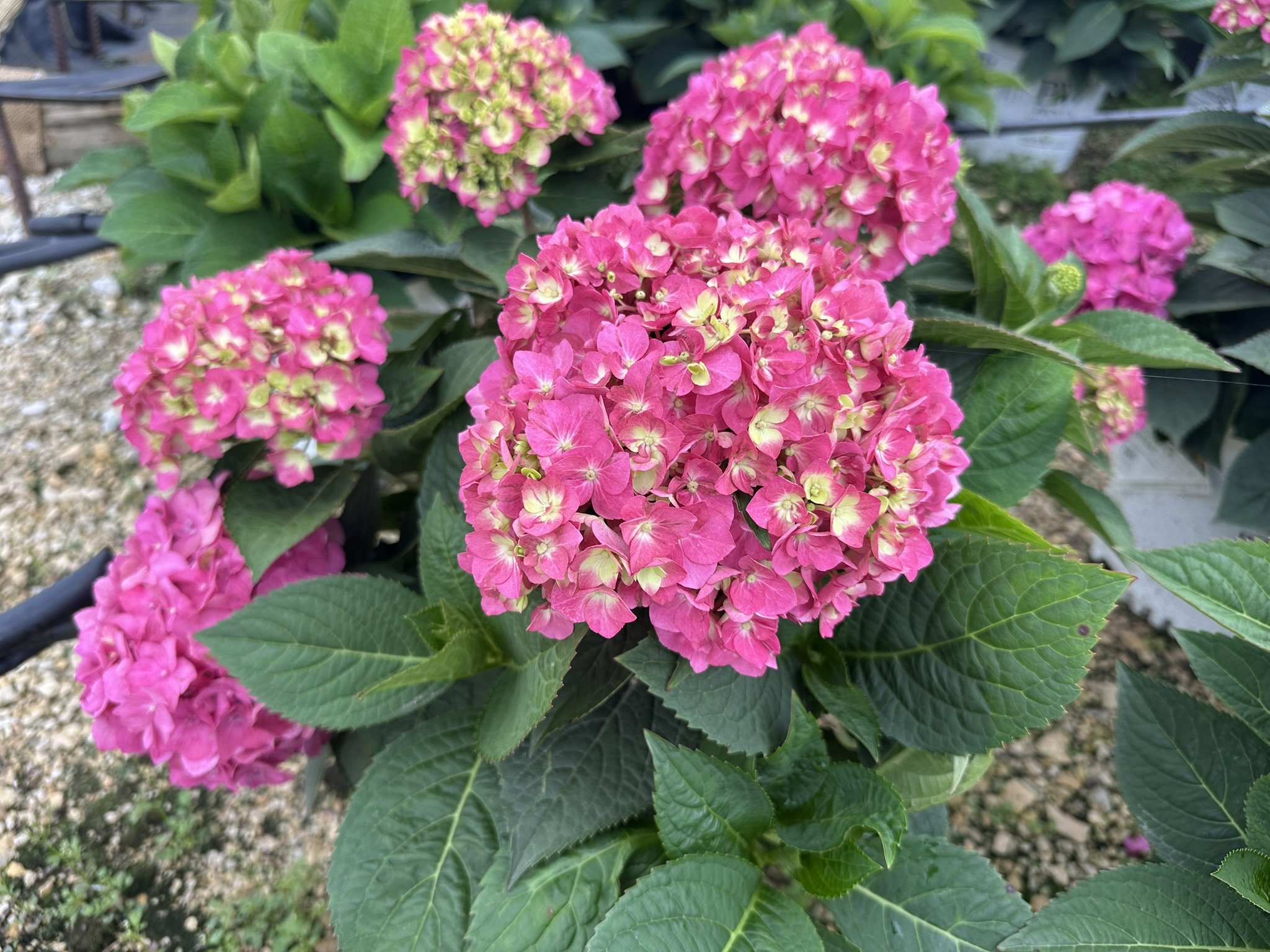 Hydrangea x Let's Dance ¡Arriba!® 'SMNHSC' PP33206