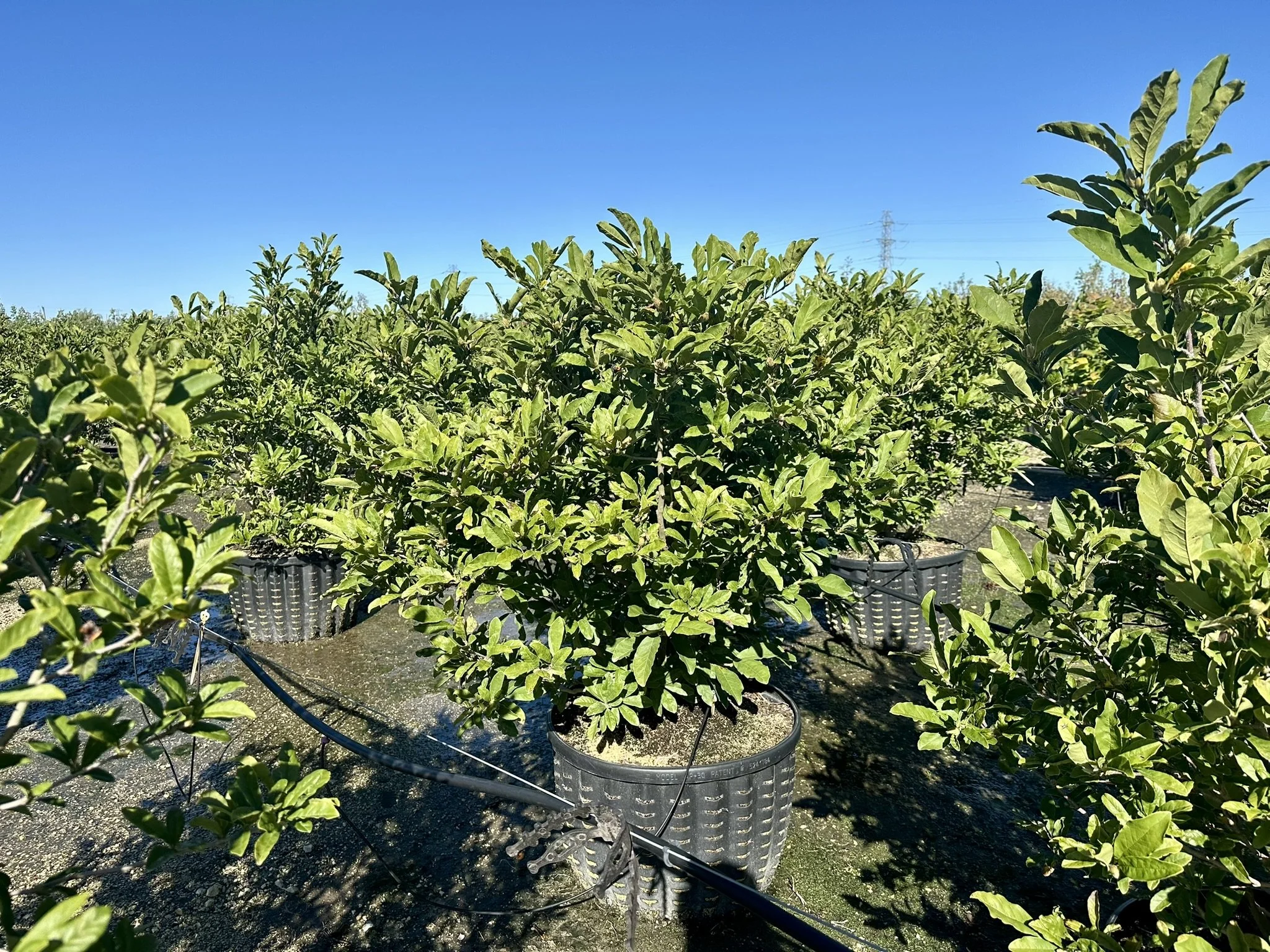 Magnolia stellata 'Royal Star'