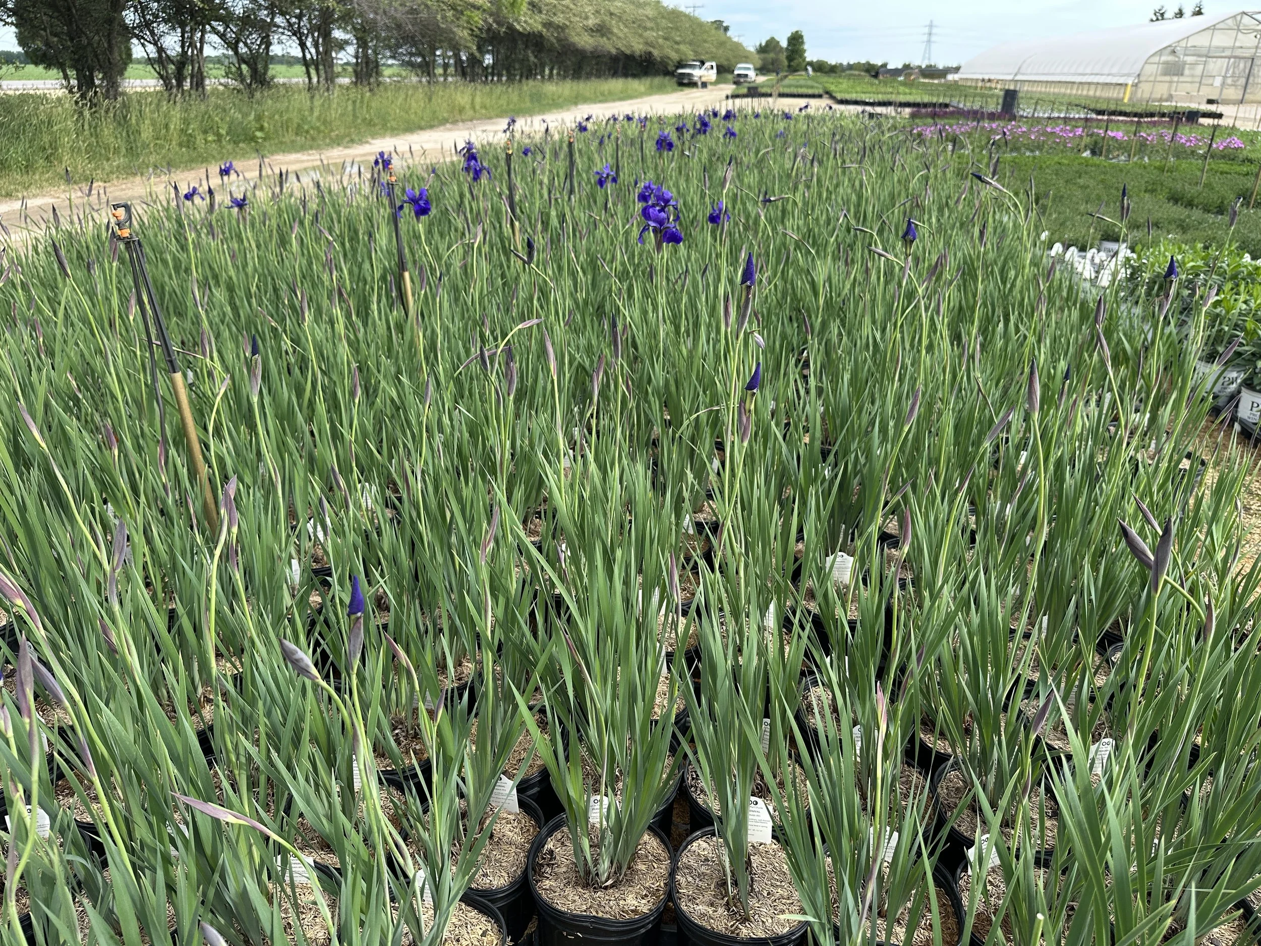 Iris sibirica 'Caesar's Brother'