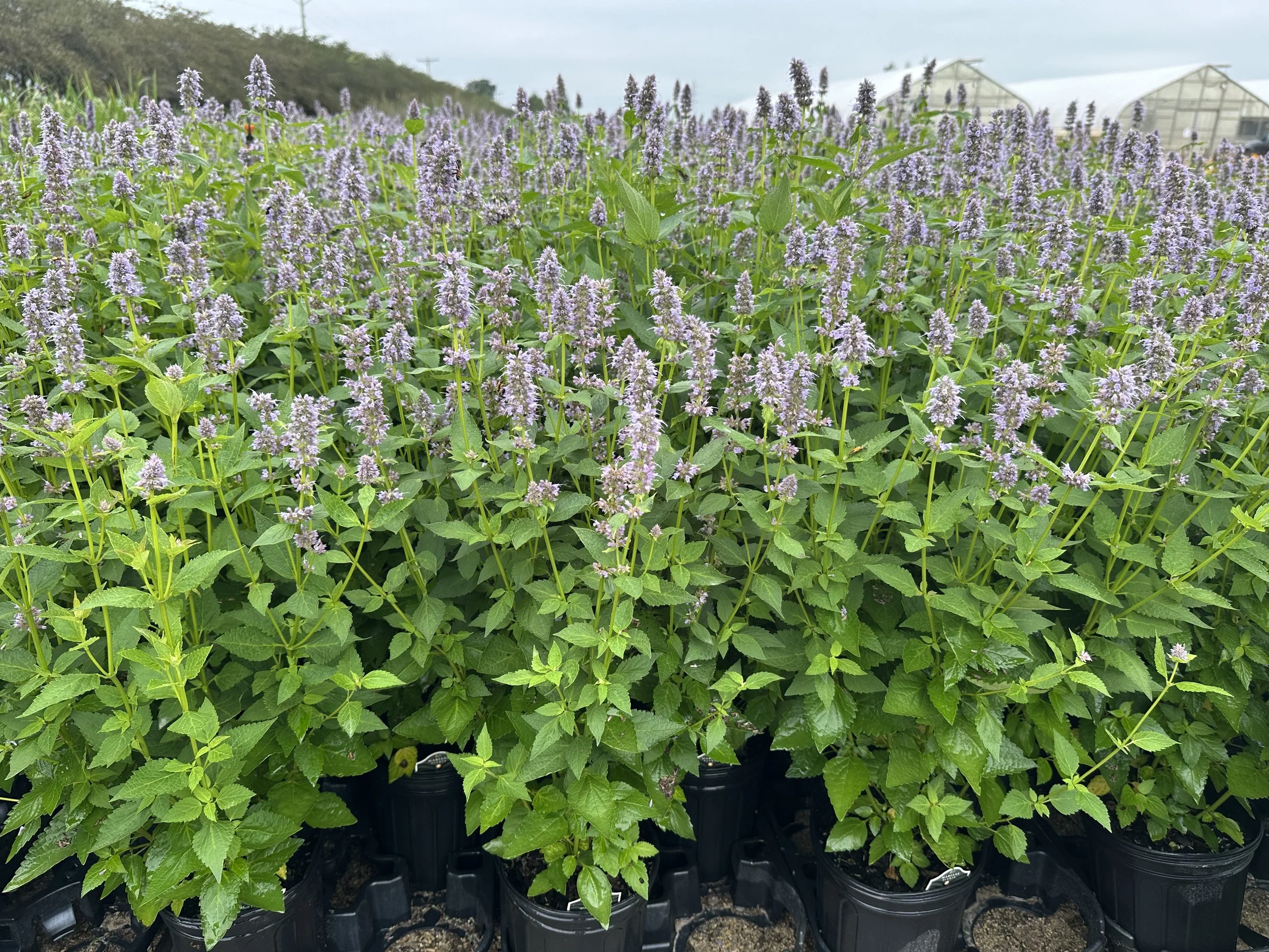 Agastache 'Blue Fortune'