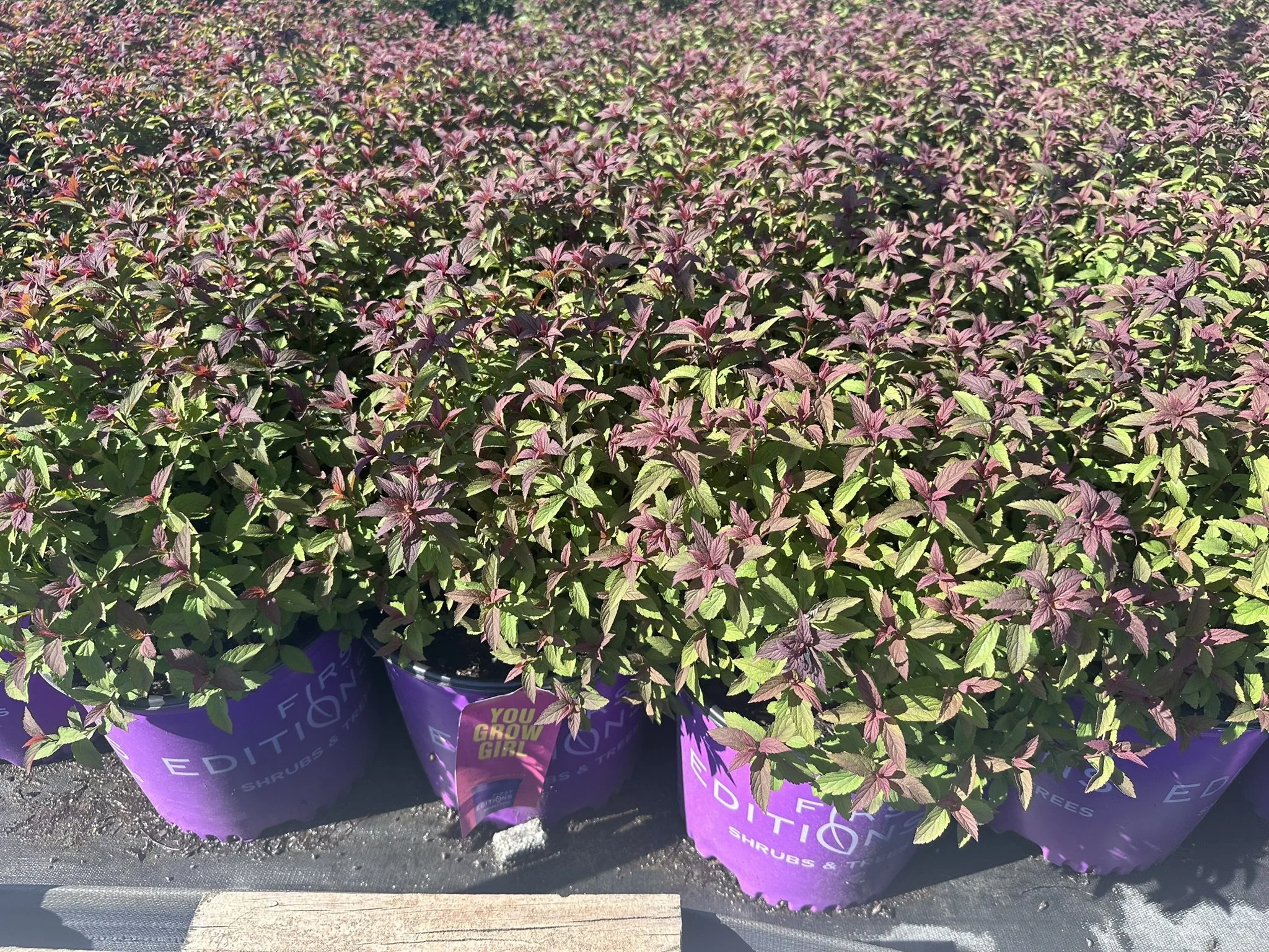 Spiraea x bumalda Superstar™ 'Denistar' PP22432