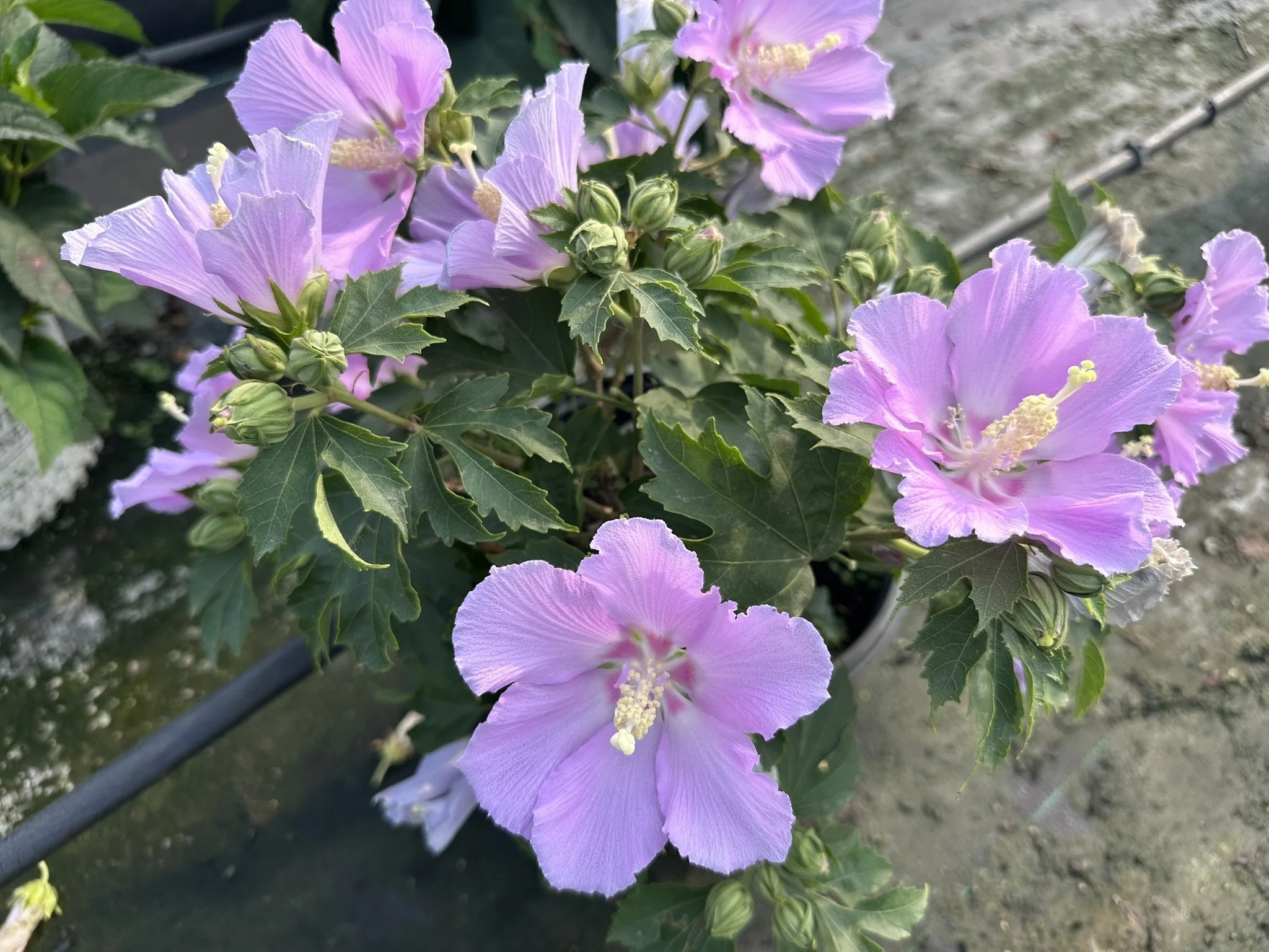 Hibiscus Pollypetite® 'Rosina' PP29105