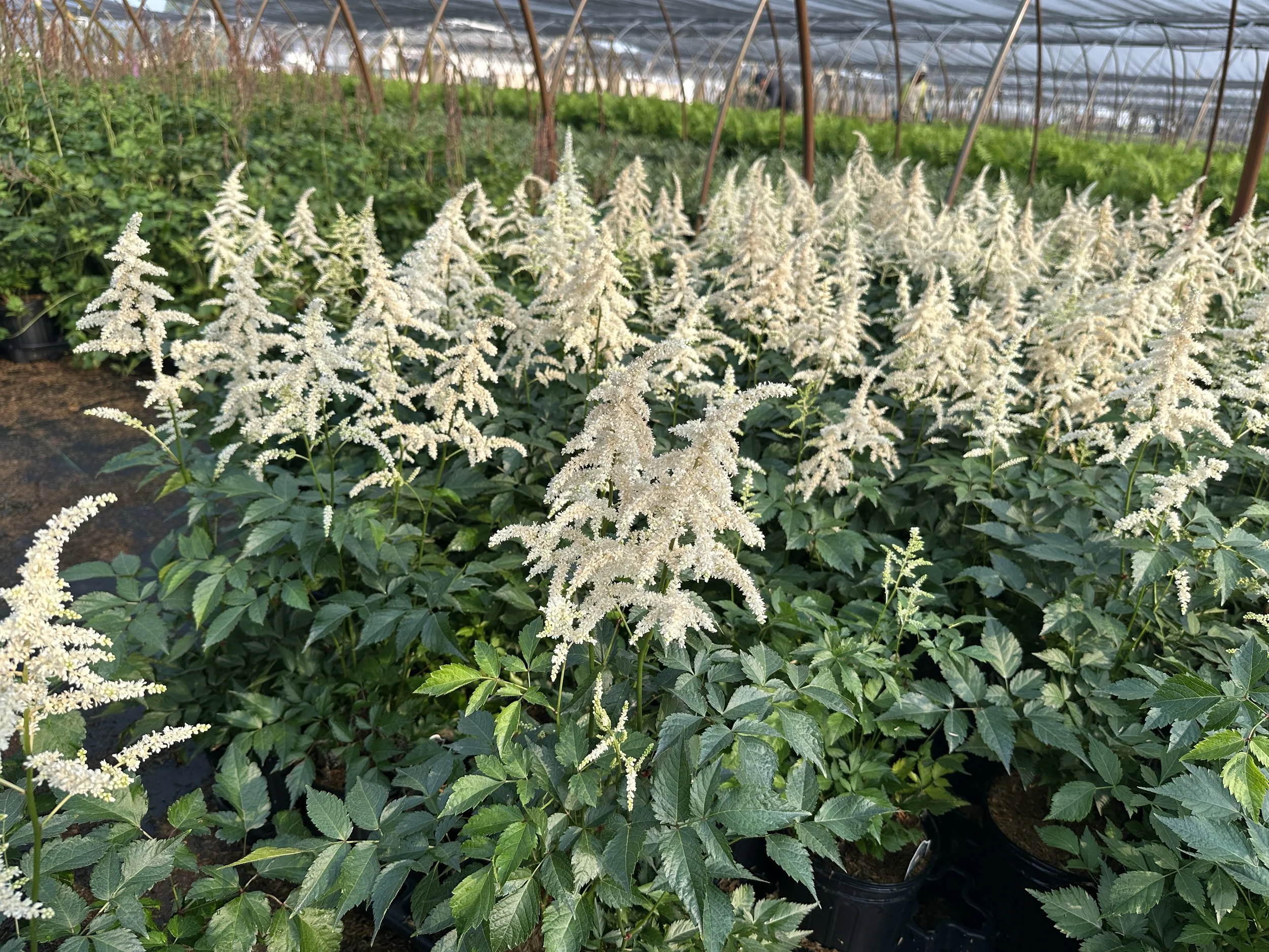 Astilbe 'Deutschland'