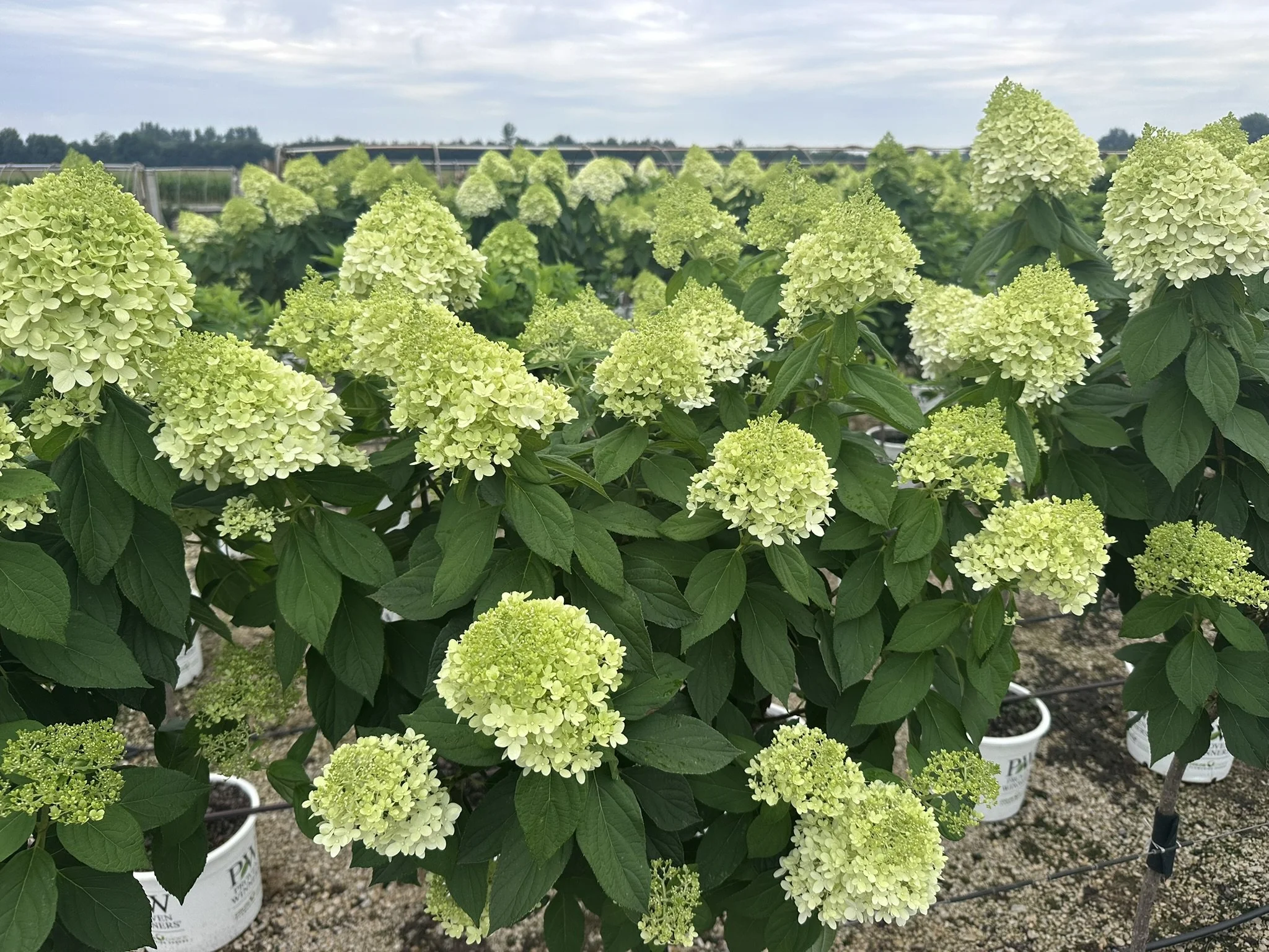 Hydrangea pan. 'Limelight' (Tree Form) PP12874