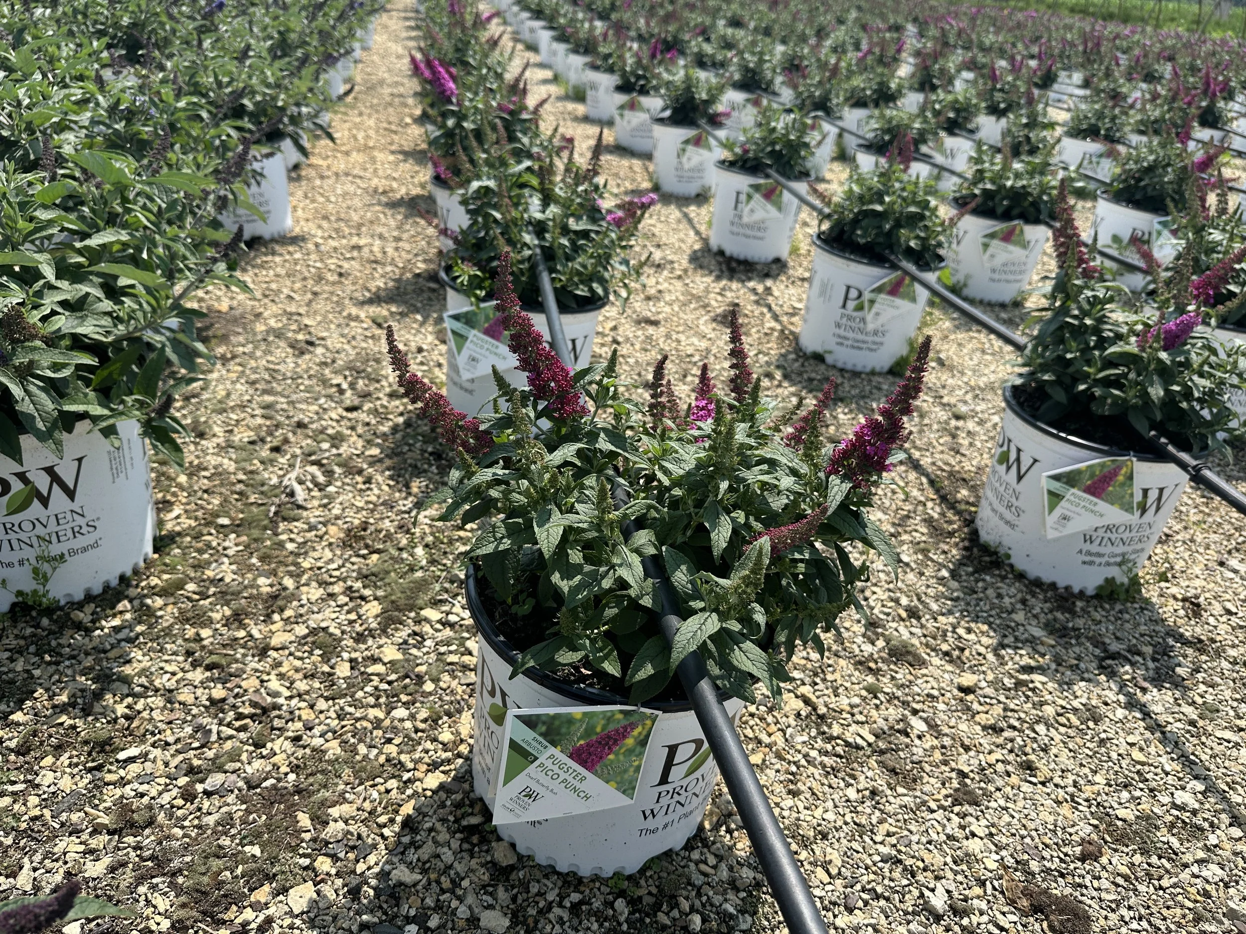 Buddleia Pugster Pico Punch™ 'SMNBDFRI' PPAF