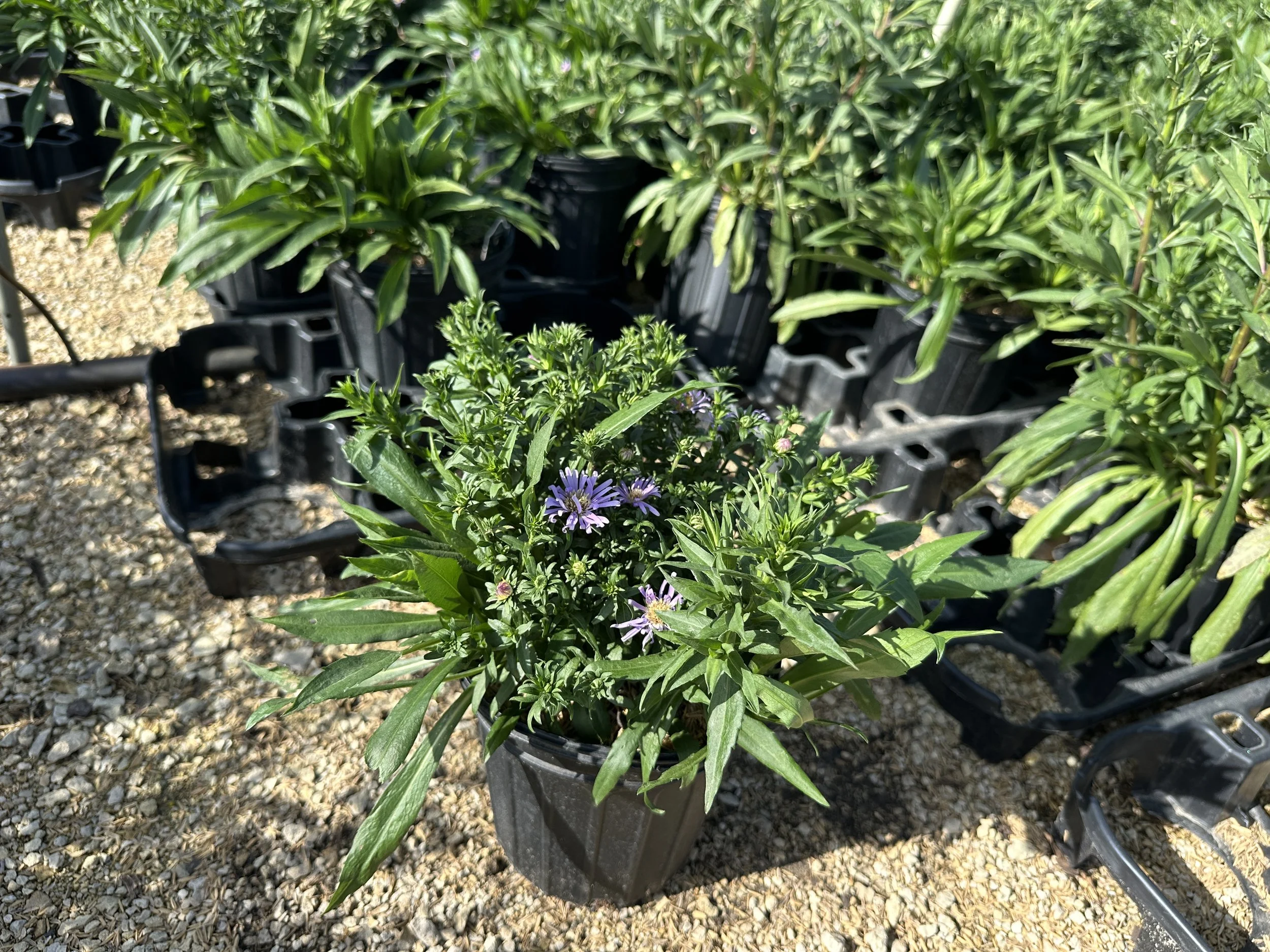 Aster 'Wood's Blue'