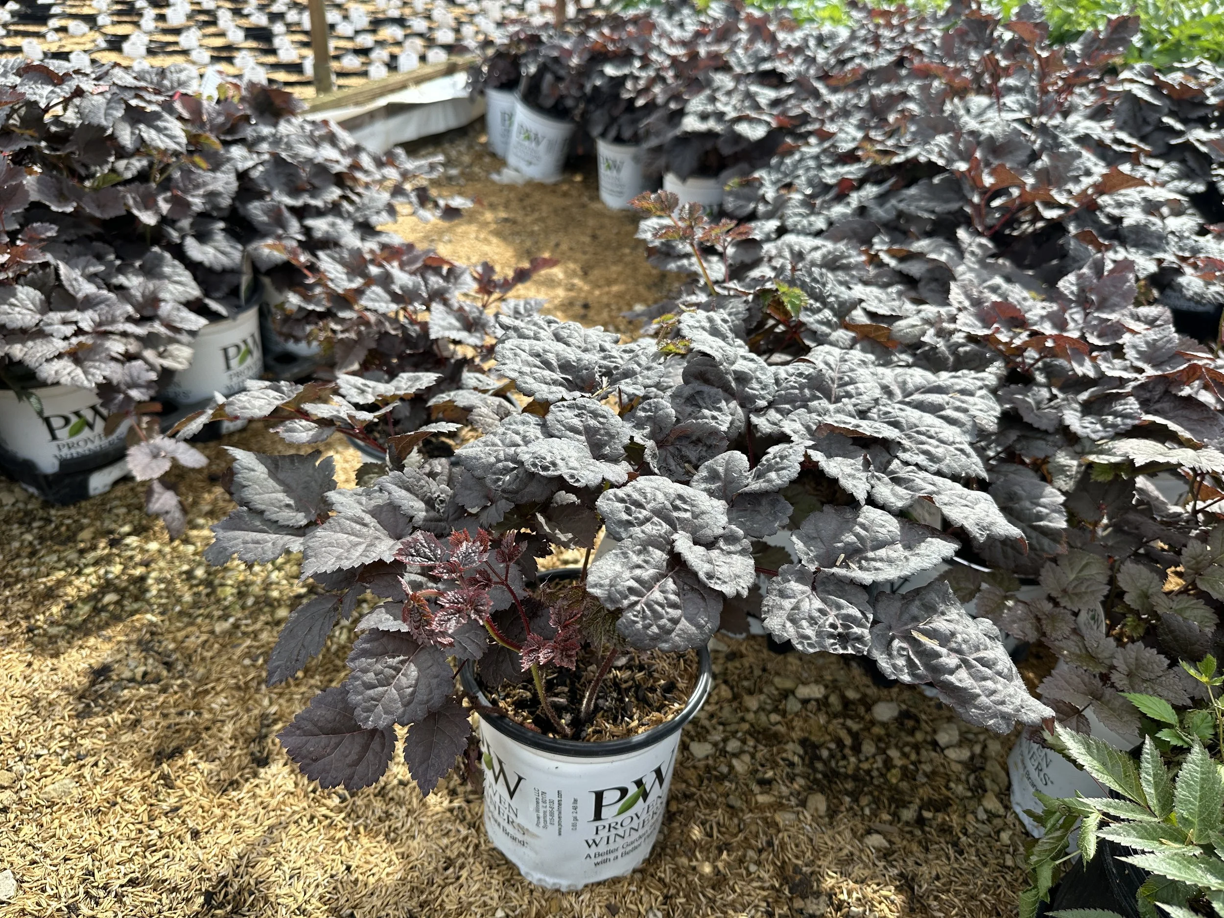 Astilbe chinensis 'Dark Side of the Moon' PP35461