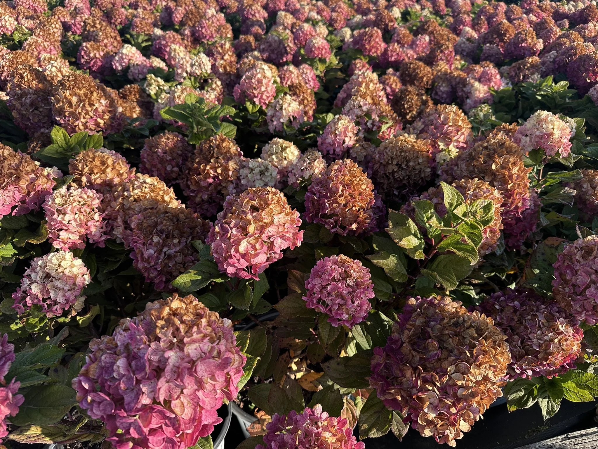 Hydrangea paniculata Little Lime Punch® 'SMNHPH' PP33207