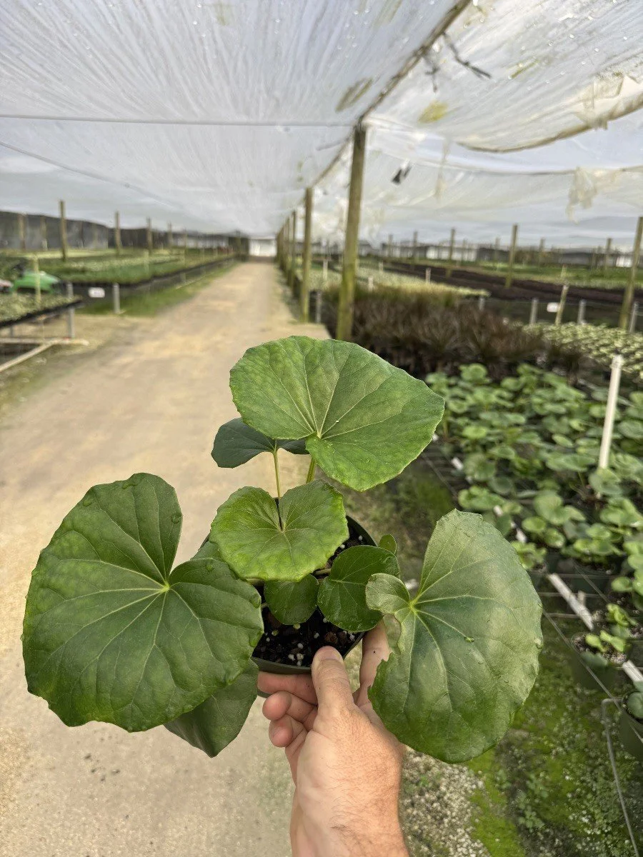 6IN Farfigium Gigantea.jpg