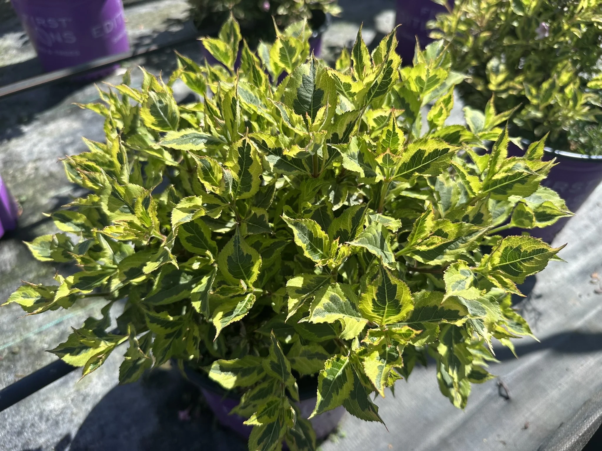 Weigela Rainbow Sensation.JPEG