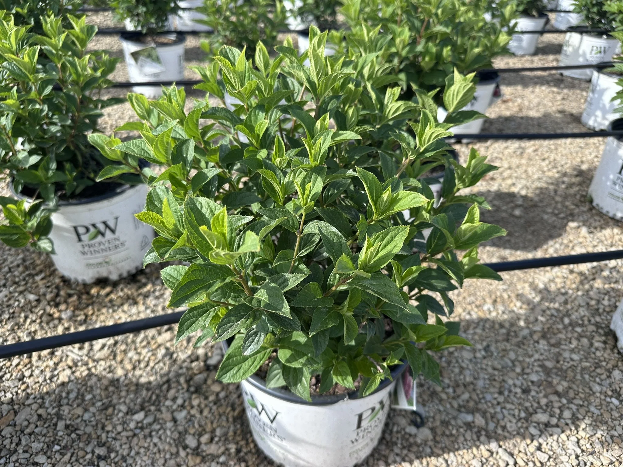 Hydrangea paniculata Limelight Prime® 'PP32511