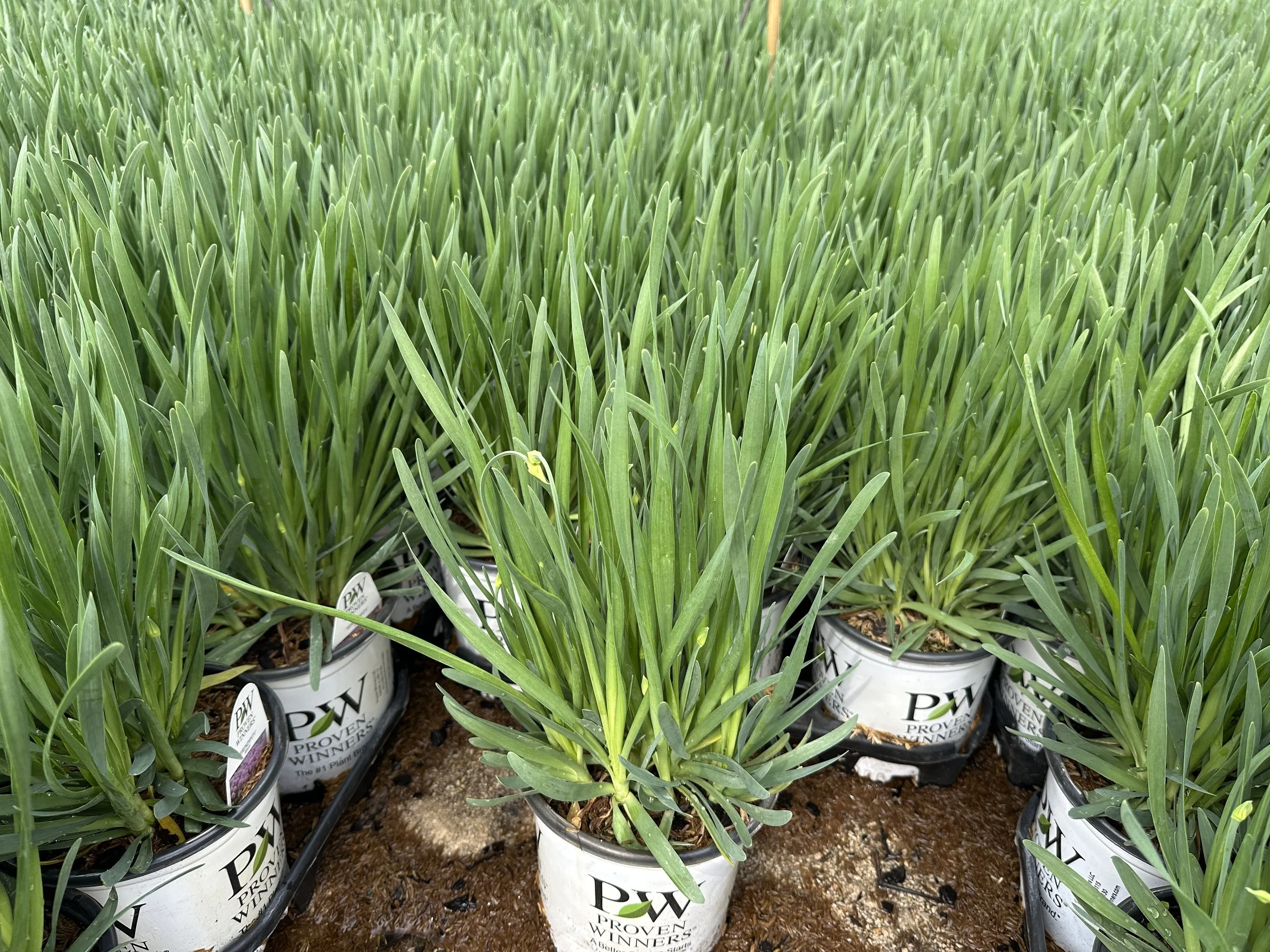 Allium 'Serendipity' PP32023