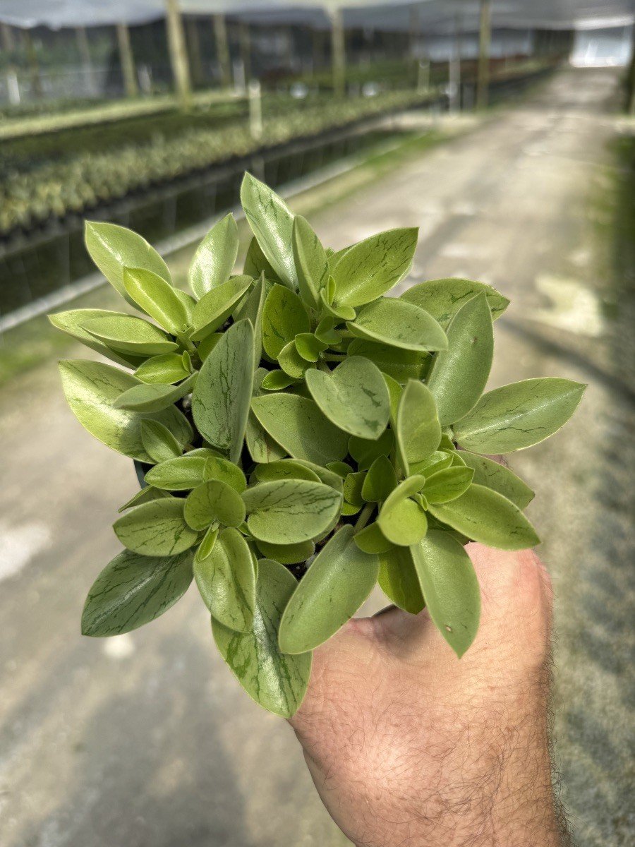 4IN Peperomia Pixie Lime.jpg