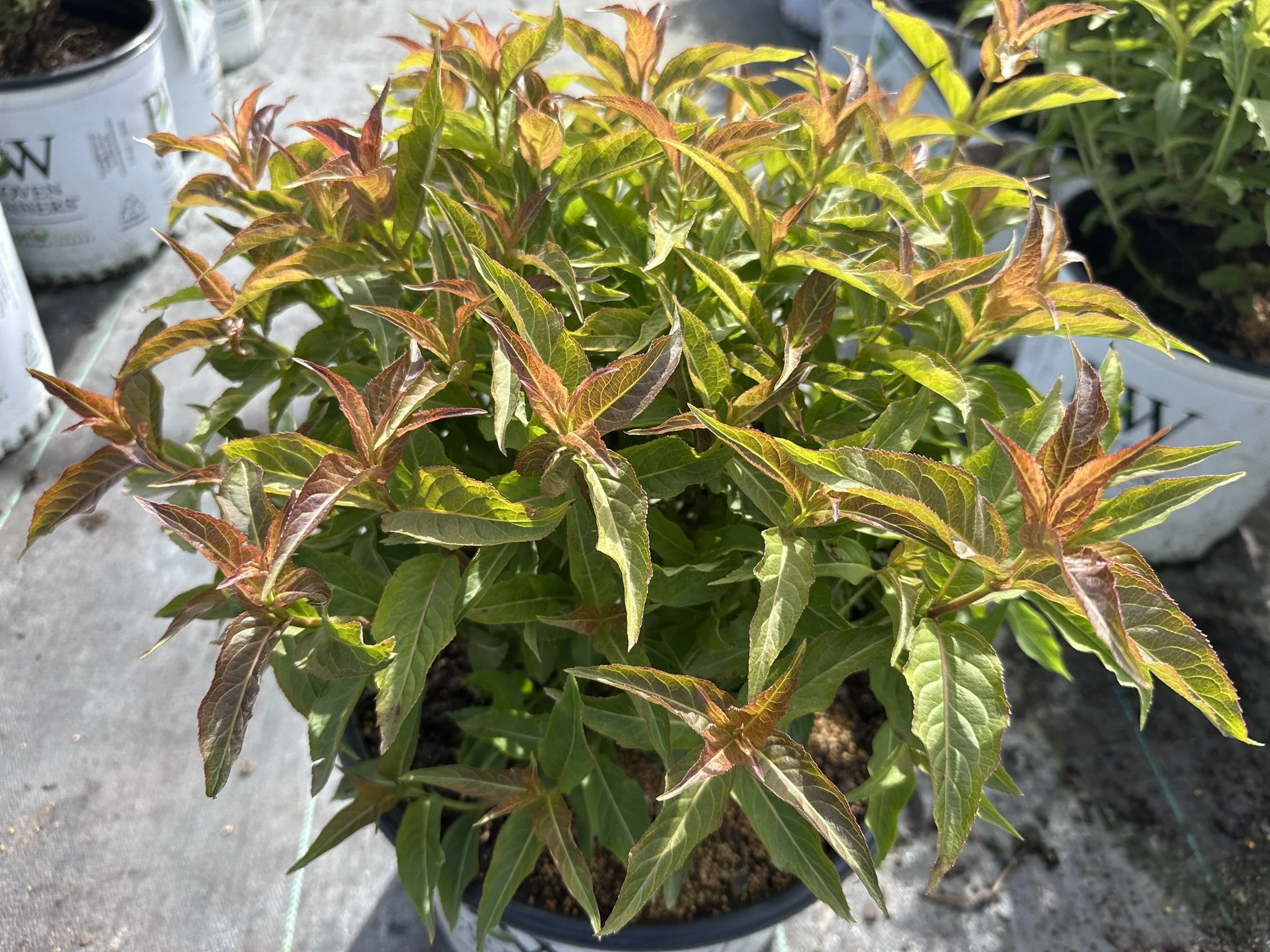 Diervilla rivularis Kodiak® Orange 'G2X88544' PP27548