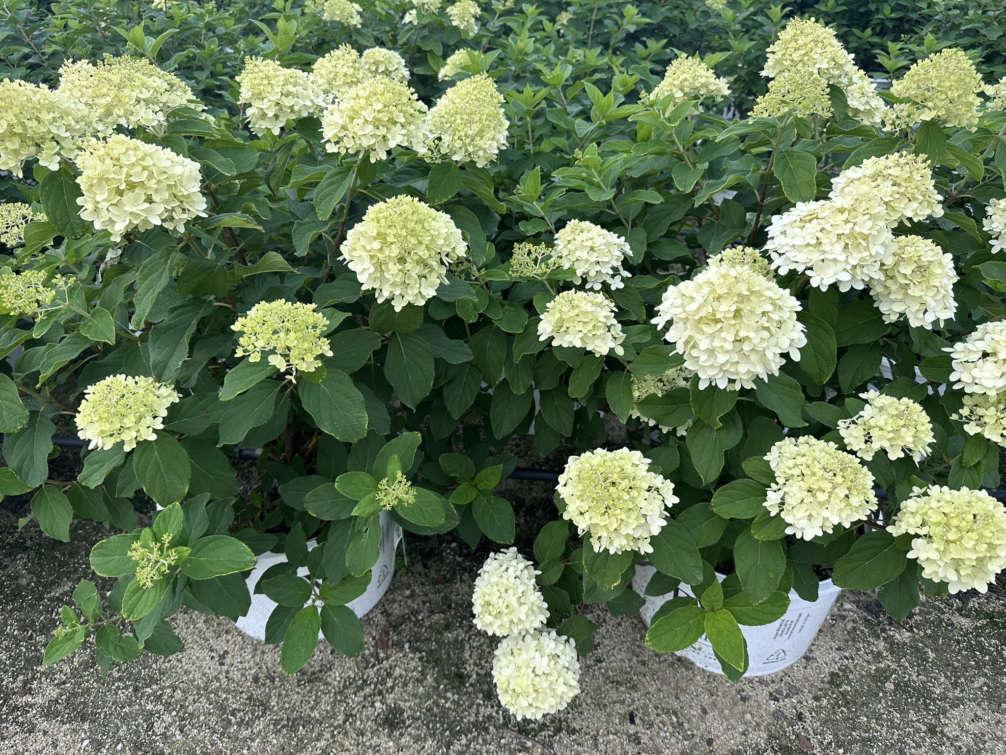 Hydrangea paniculata 'Limelight' PP12874