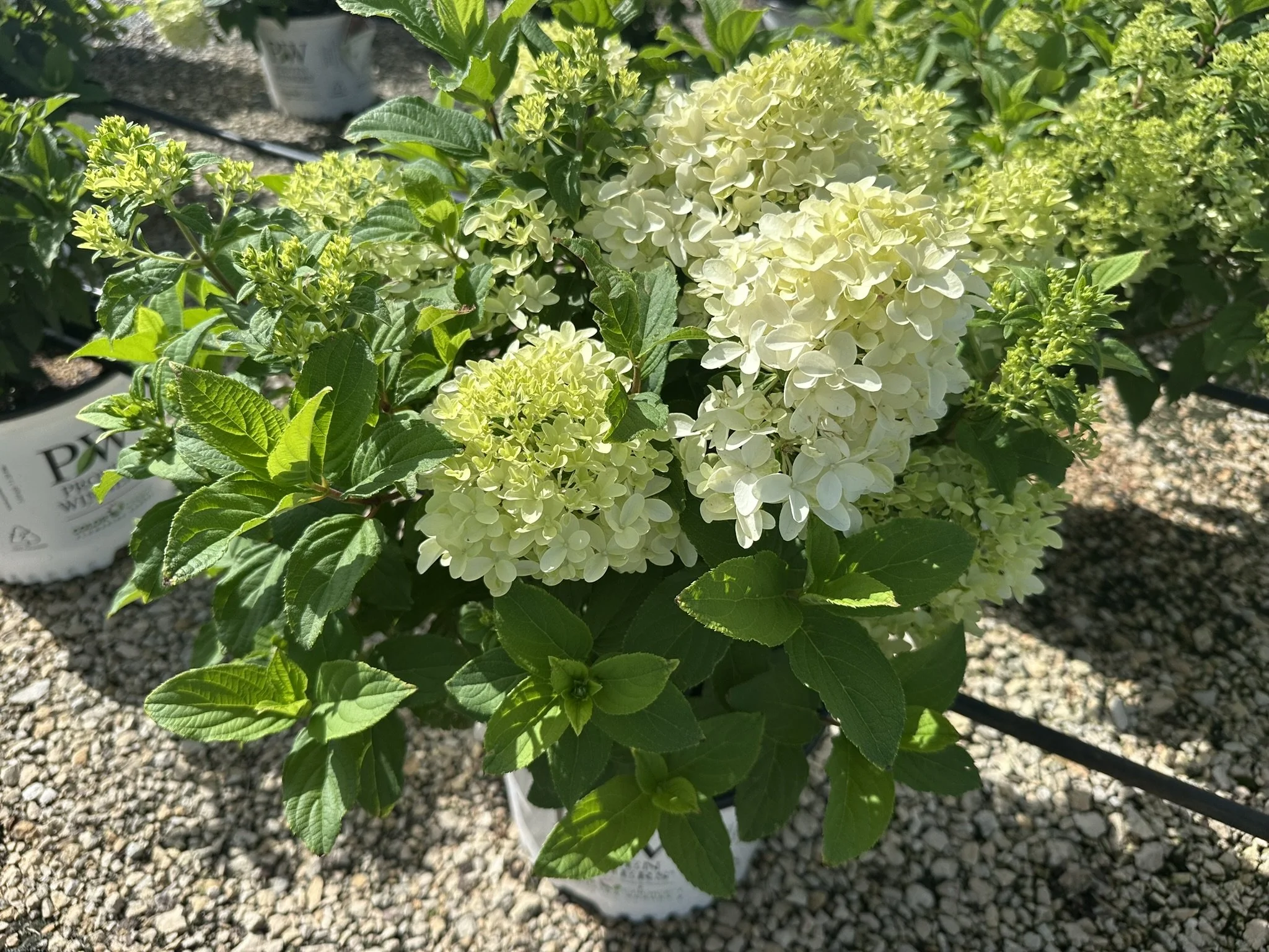 Hydrangea paniculata Quick Fire Fab® 'SMNHPM' PP32513