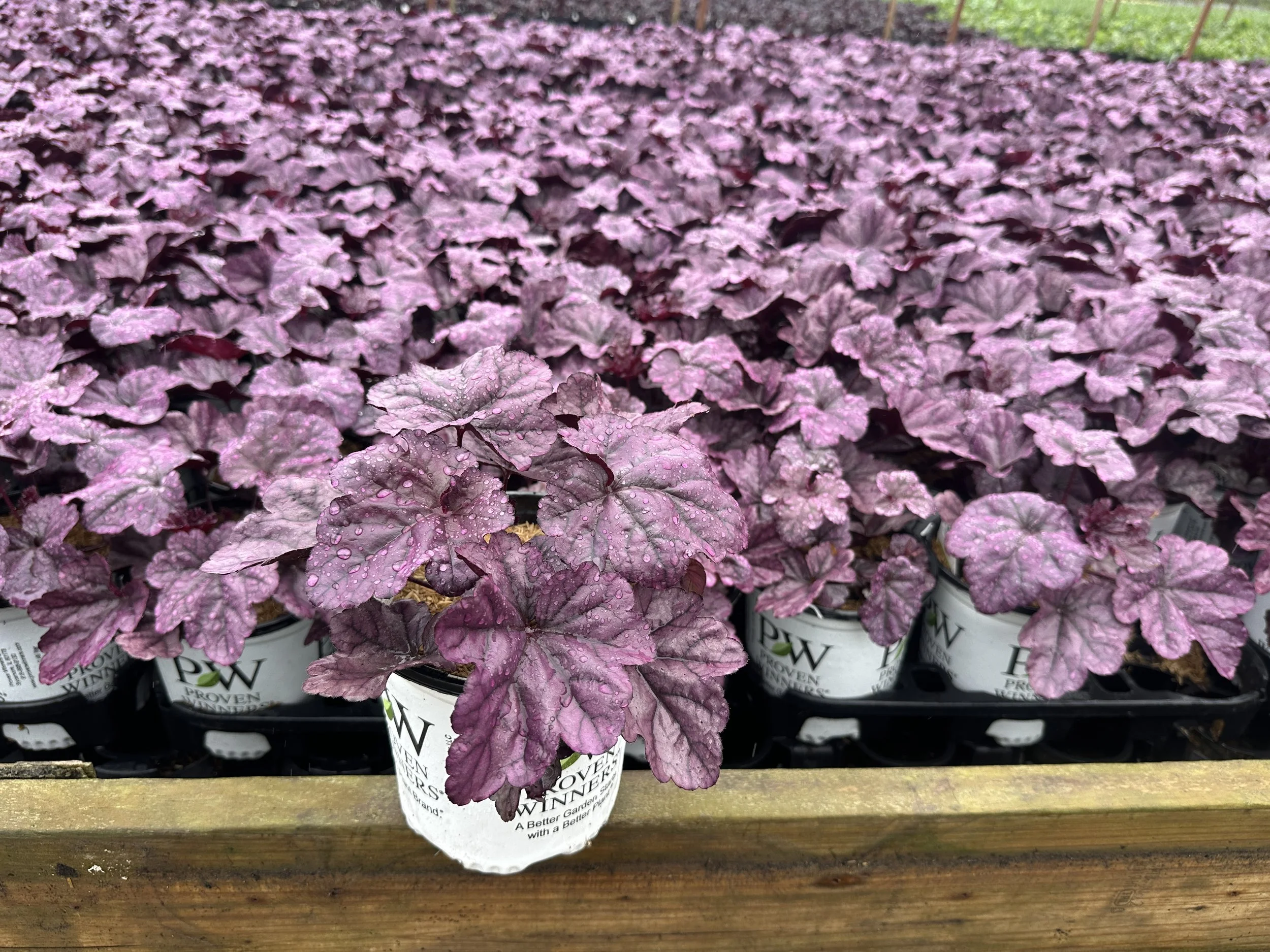 Heuchera Wildberry.JPG
