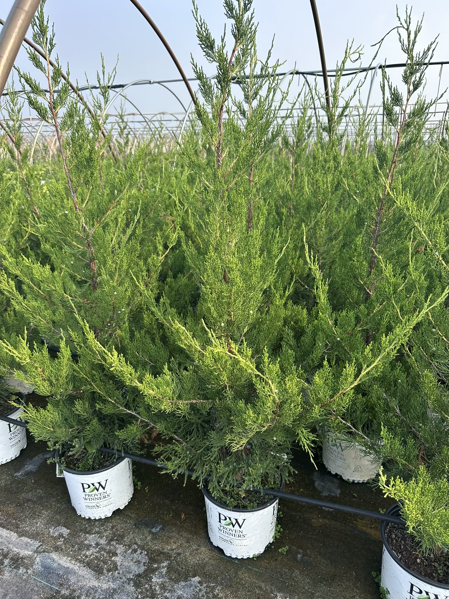 Juniperus chinensis Gin Fizz® 'RIKAG' PP31994
