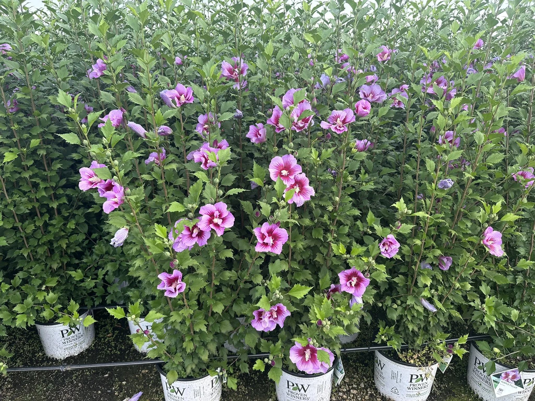 Hibiscus syriacus Purple Pillar® 'Gandini Santiago' PP25568