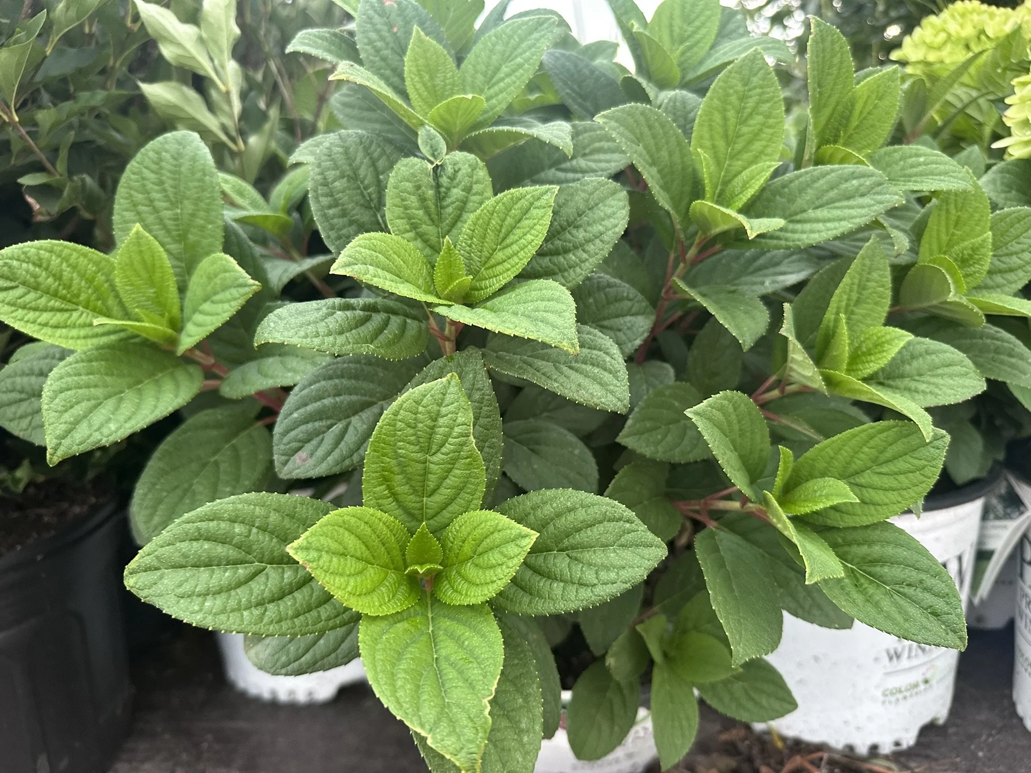 Hydrangea paniculata Little Quick Fire® 'SMHPLQF' PP25136