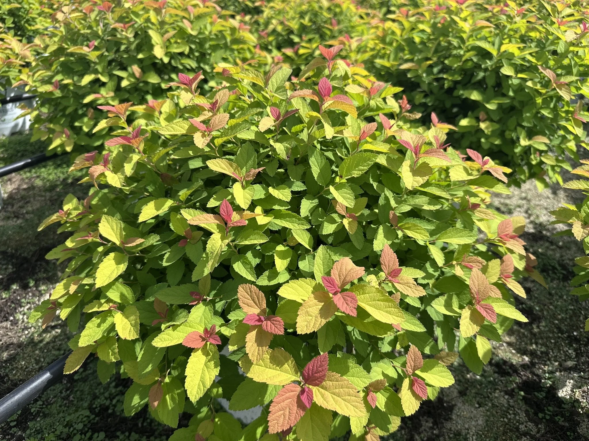 Spiraea japonica Double Play® Big Bang 'Tracy' PP21588