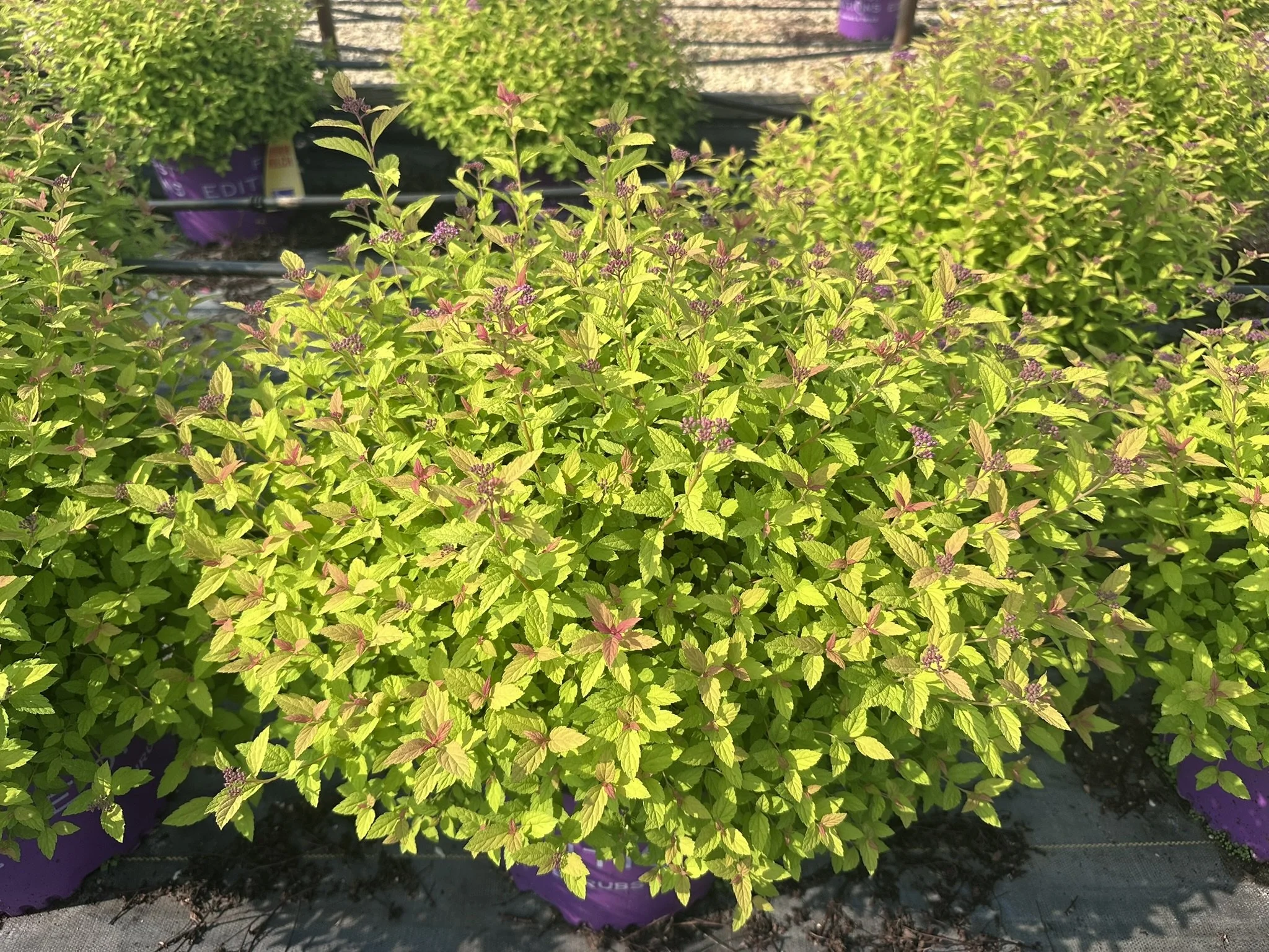 Spiraea japonica Little Spark® 'Minspil04' PP30819