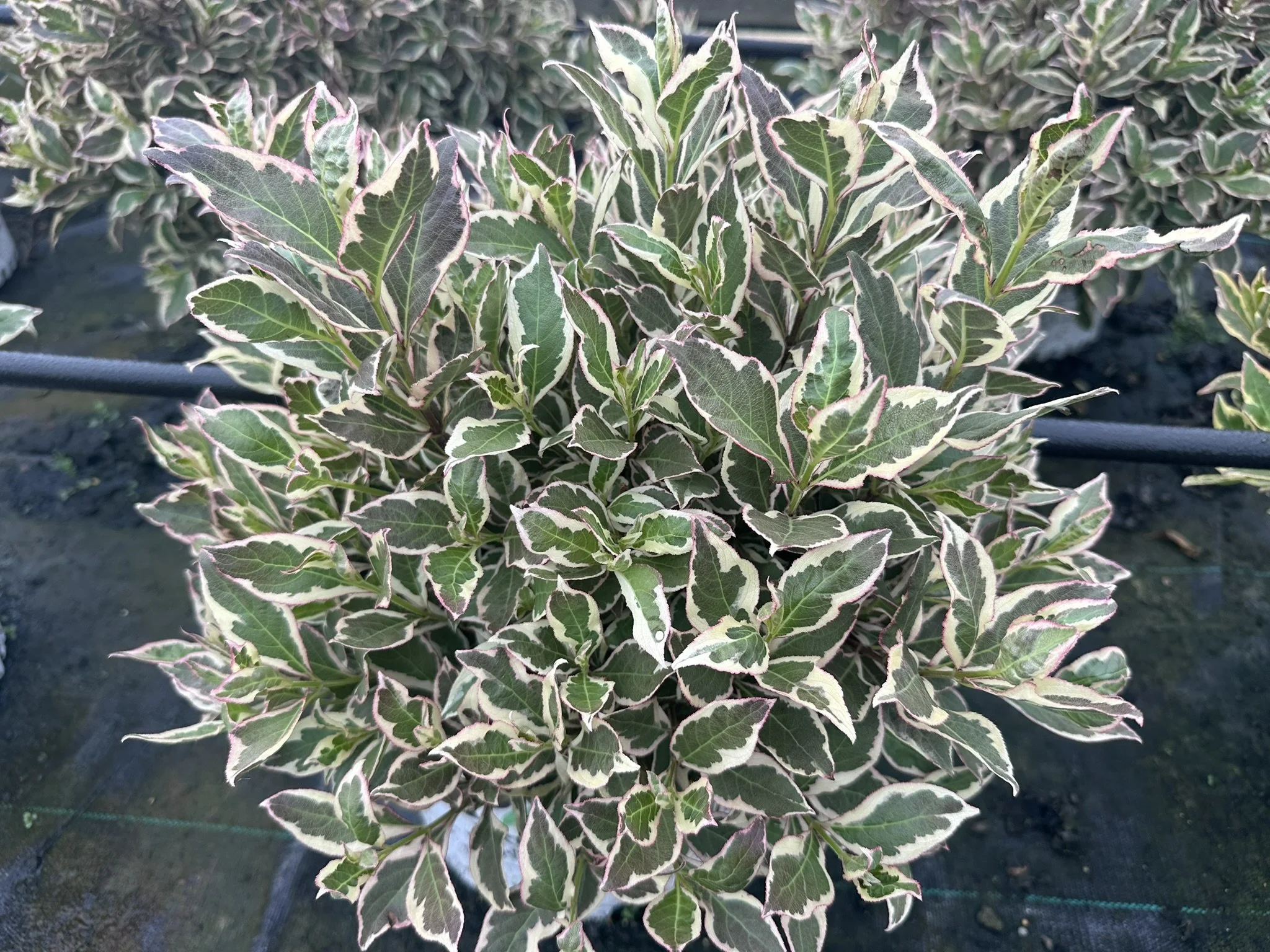 Weigela florida My Monet Purple Effect® 'Verweig8' PP30064