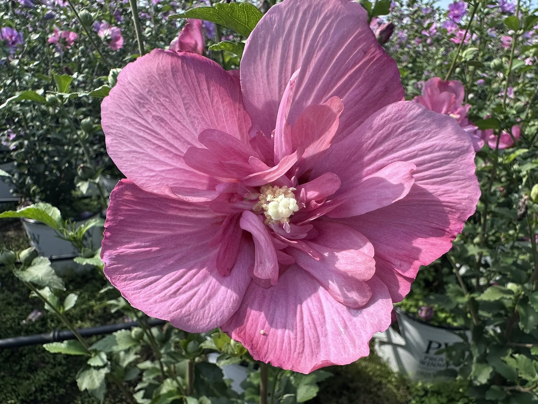 Hibiscus syriacus Magenta Chiffon® 'Rwoods5' PP29683