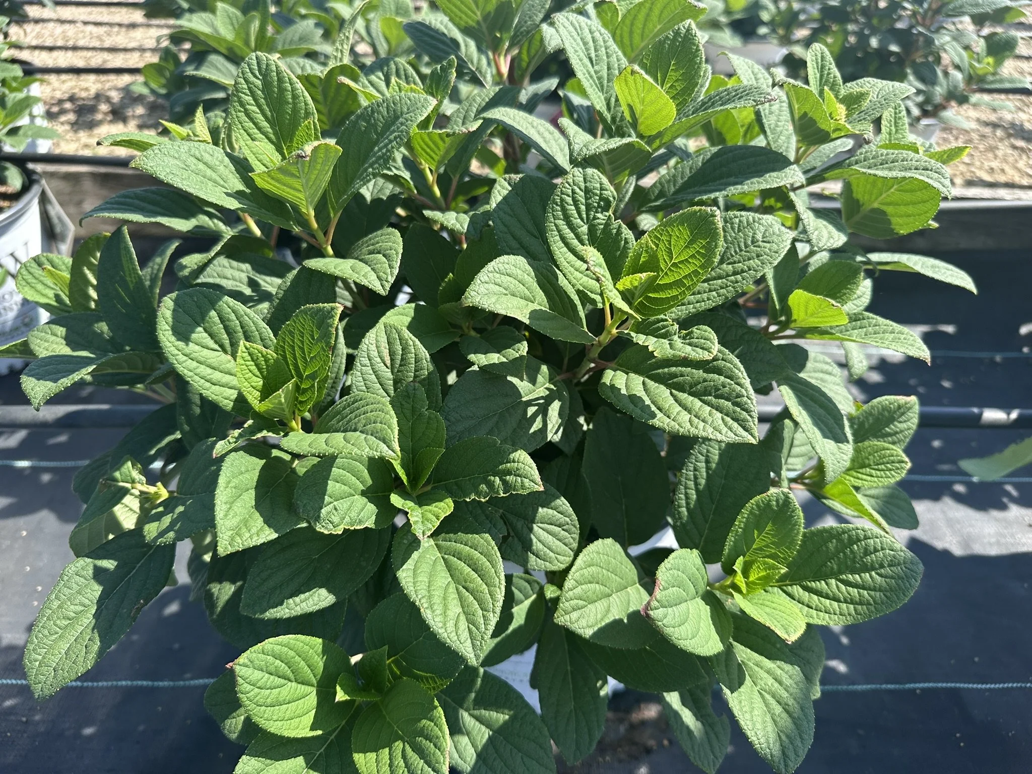 Hydrangea paniculata Little Quick Fire® 'SMHPLQF' PP25136