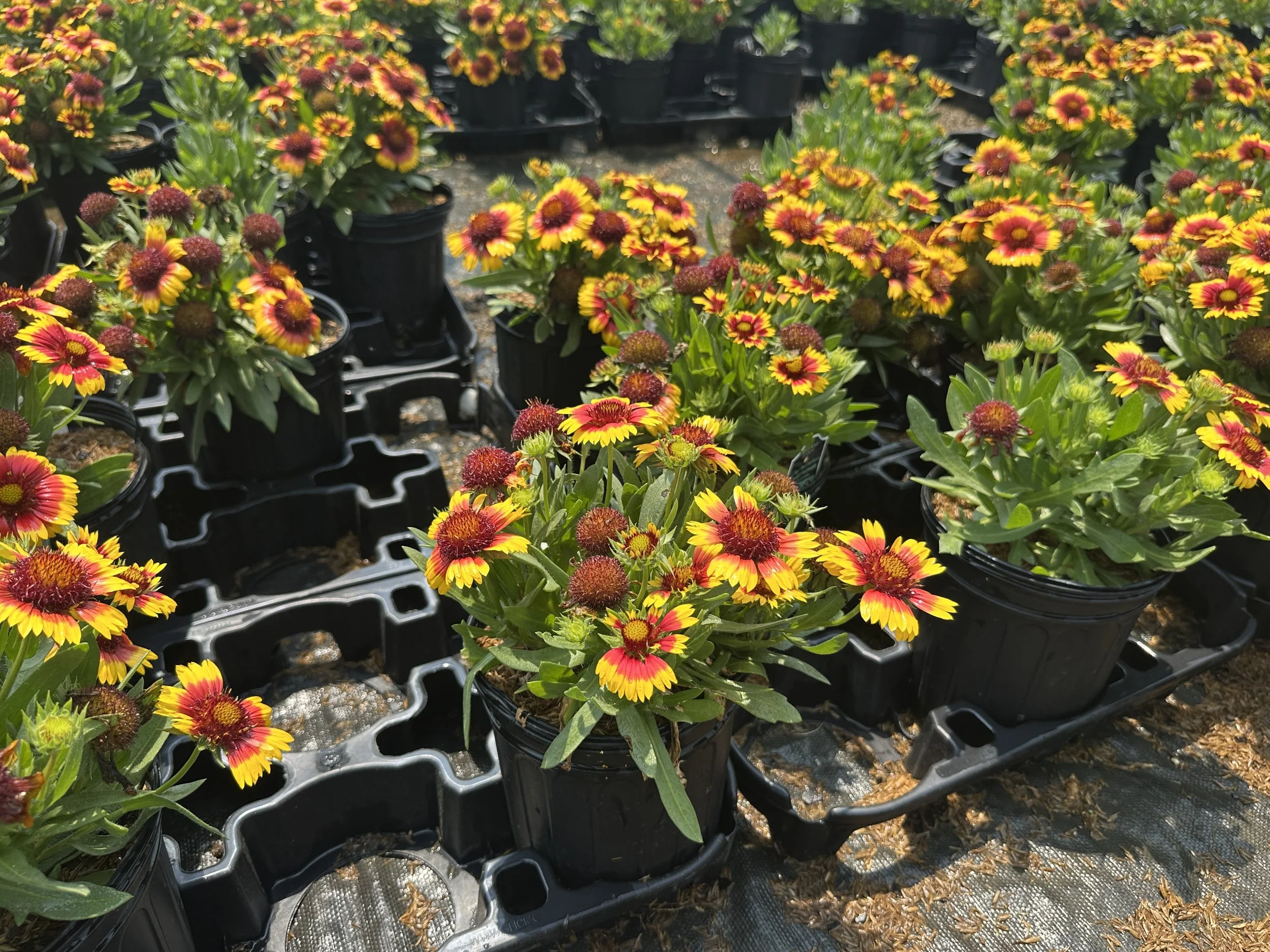 Gaillardia aristata SpinTop® Red Starburst