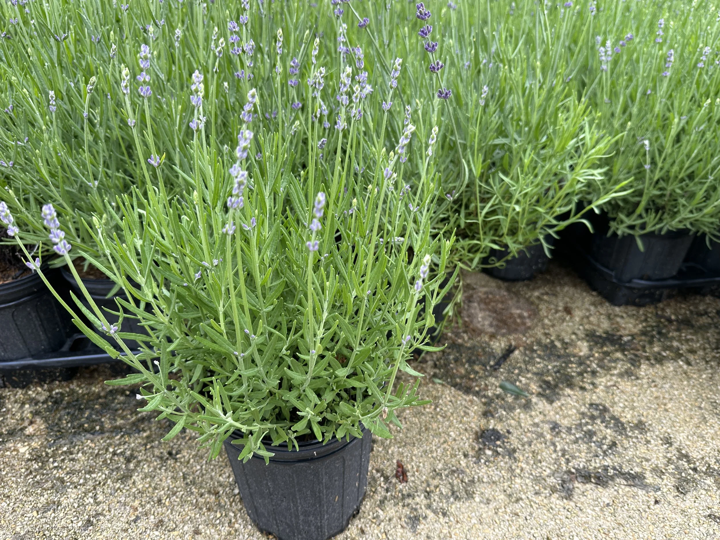 Lavandula Munstead Strain.JPG
