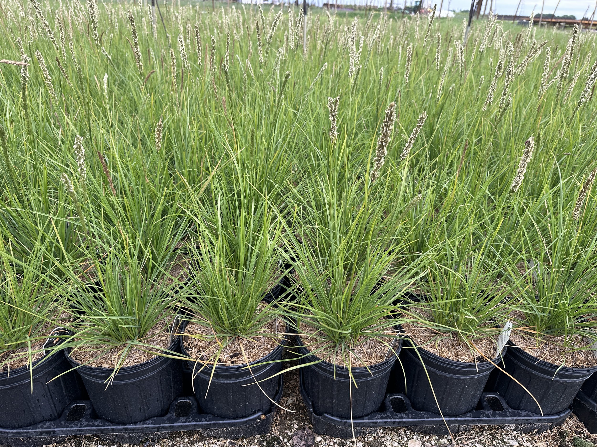 Sesleria autumnalis.JPG