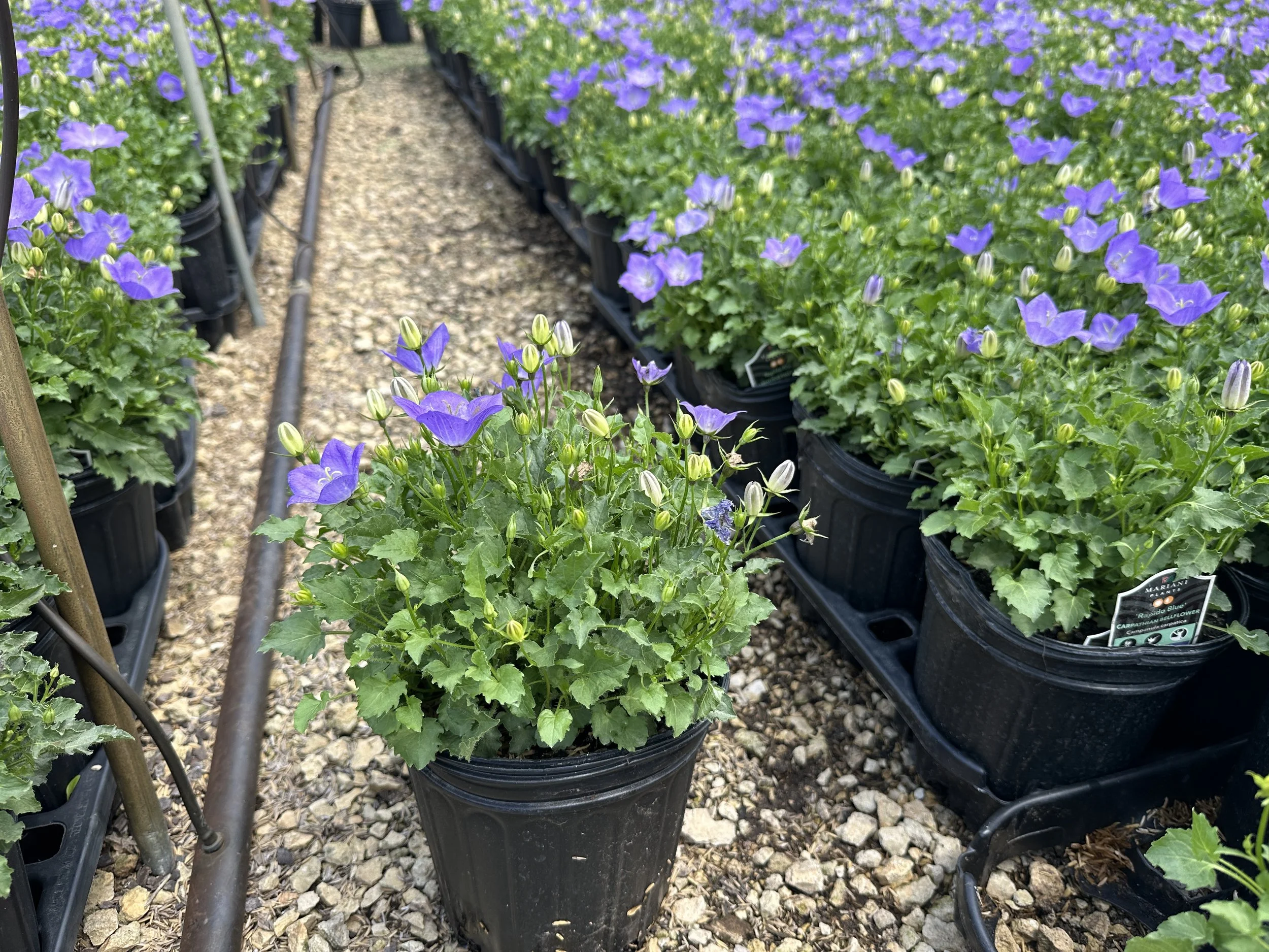 Campanula carpatica 'Rapido Blue'