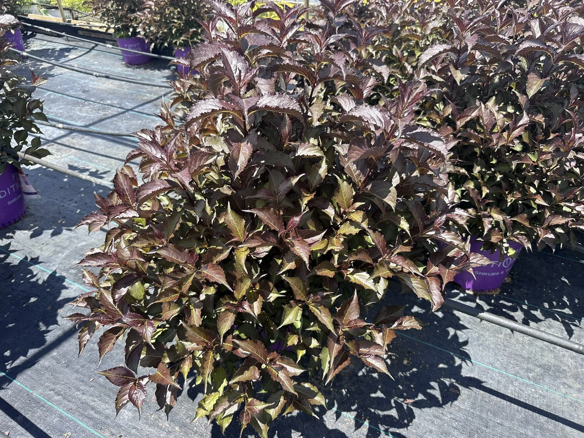 Weigela florida Shining Sensation™ 'Bokrashine'
