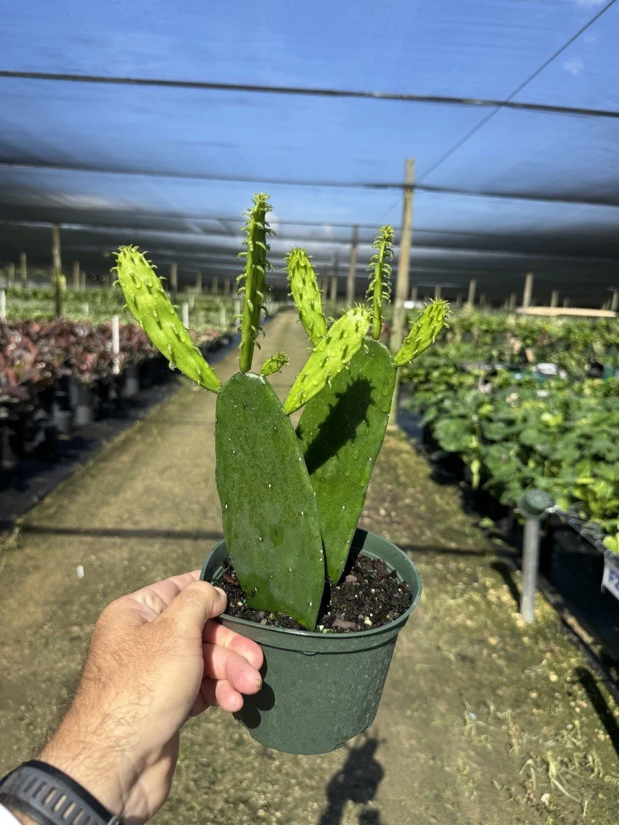 Cactus Prickly Pear Green