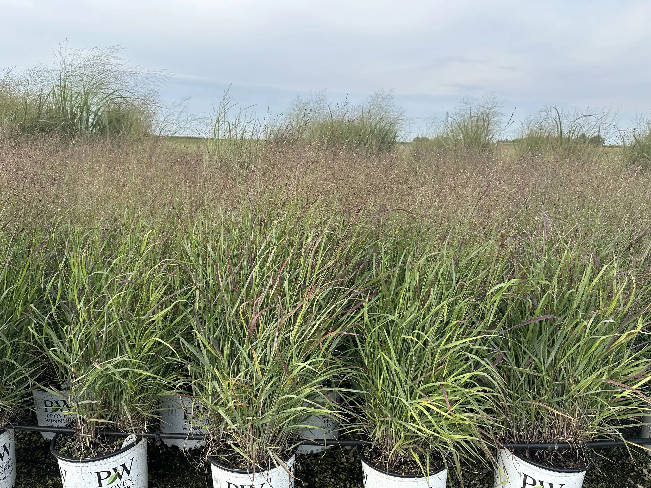 Panicum virgatum Prairie Winds® 'Cheyenne Sky' PP23209