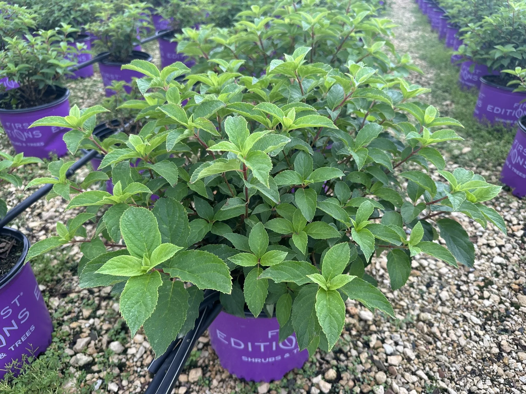 Hydrangea Berry White.JPEG