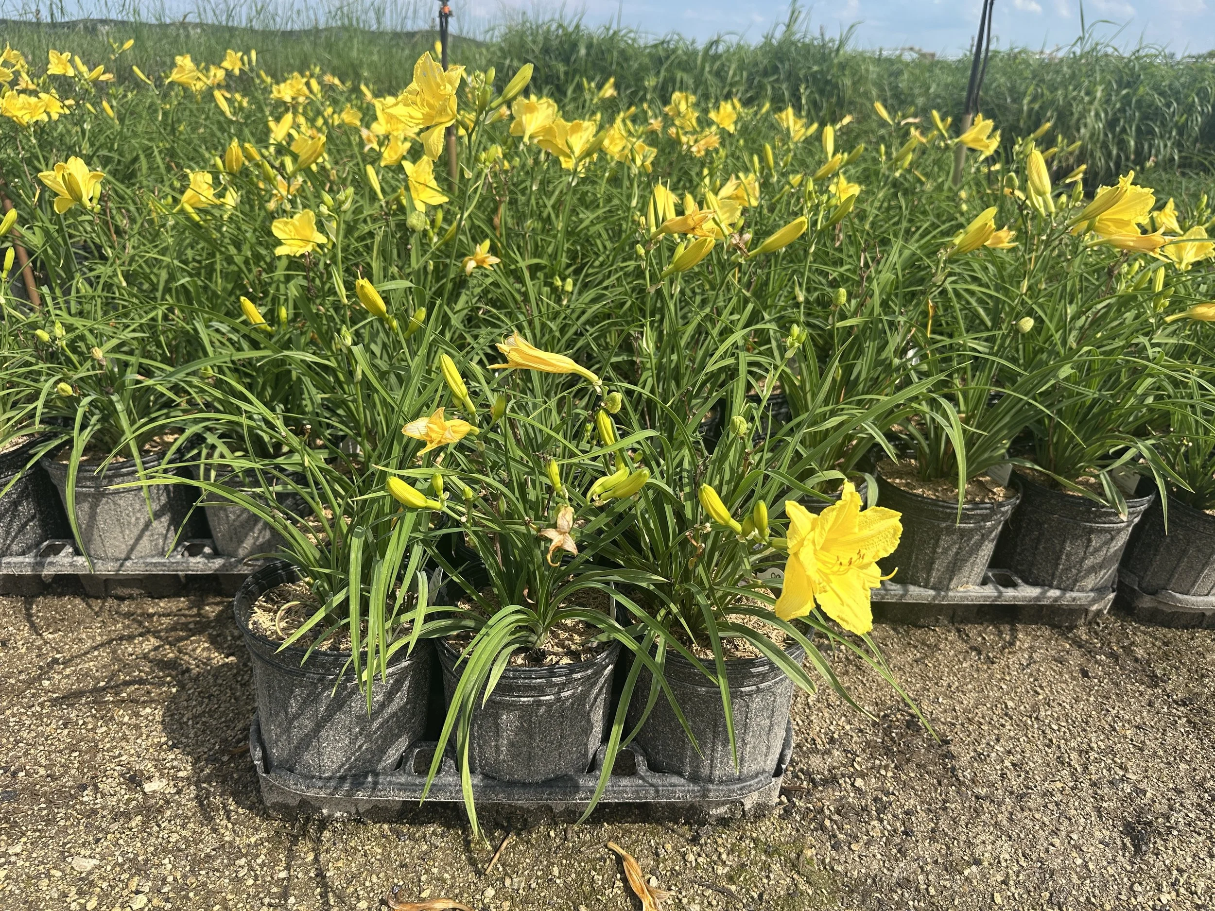 Hemerocallis 'Happy Returns'