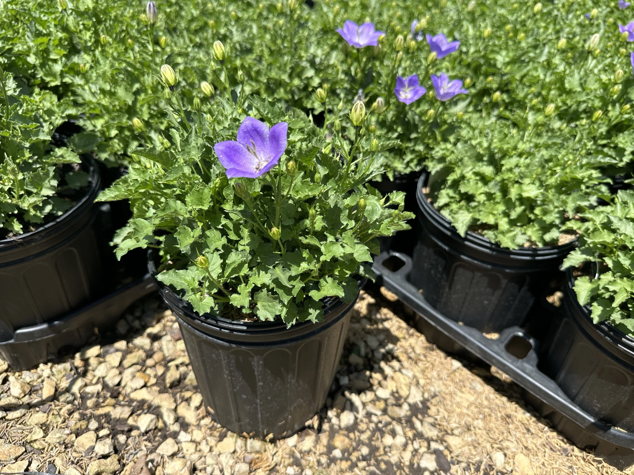 Campanula carpatica 'Rapido Blue'
