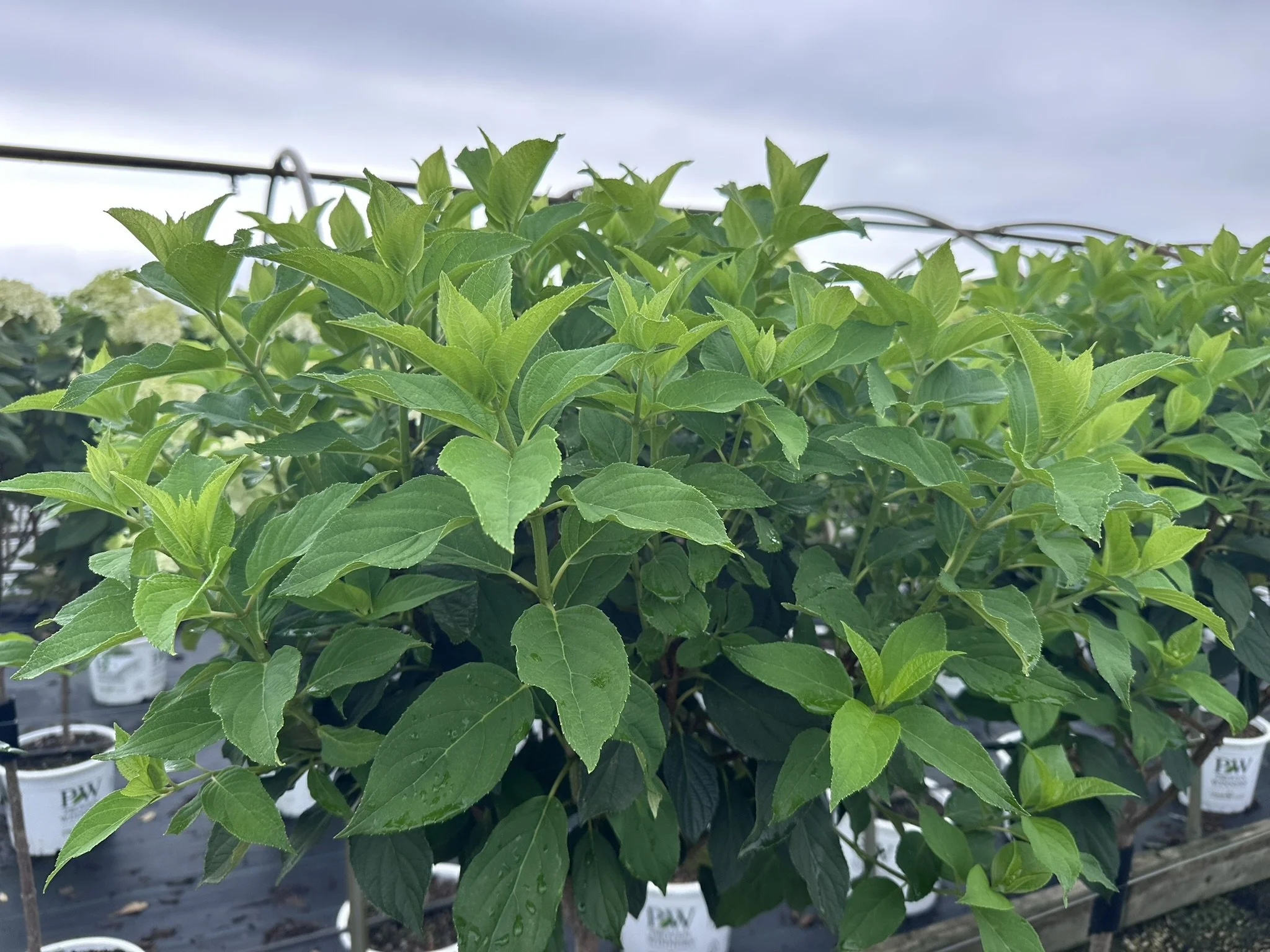Hydrangea pan. 'Limelight' (Tree Form) PP12874