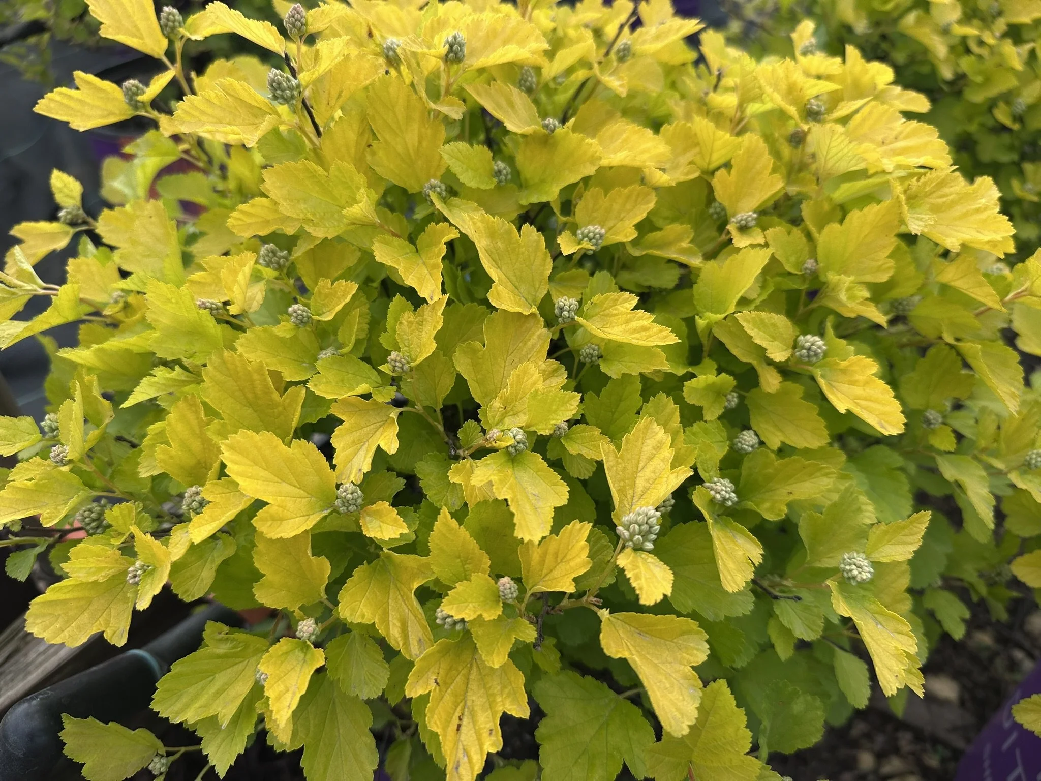 Physocarpus op. Honeycomb® 'ZLENora' PP34624