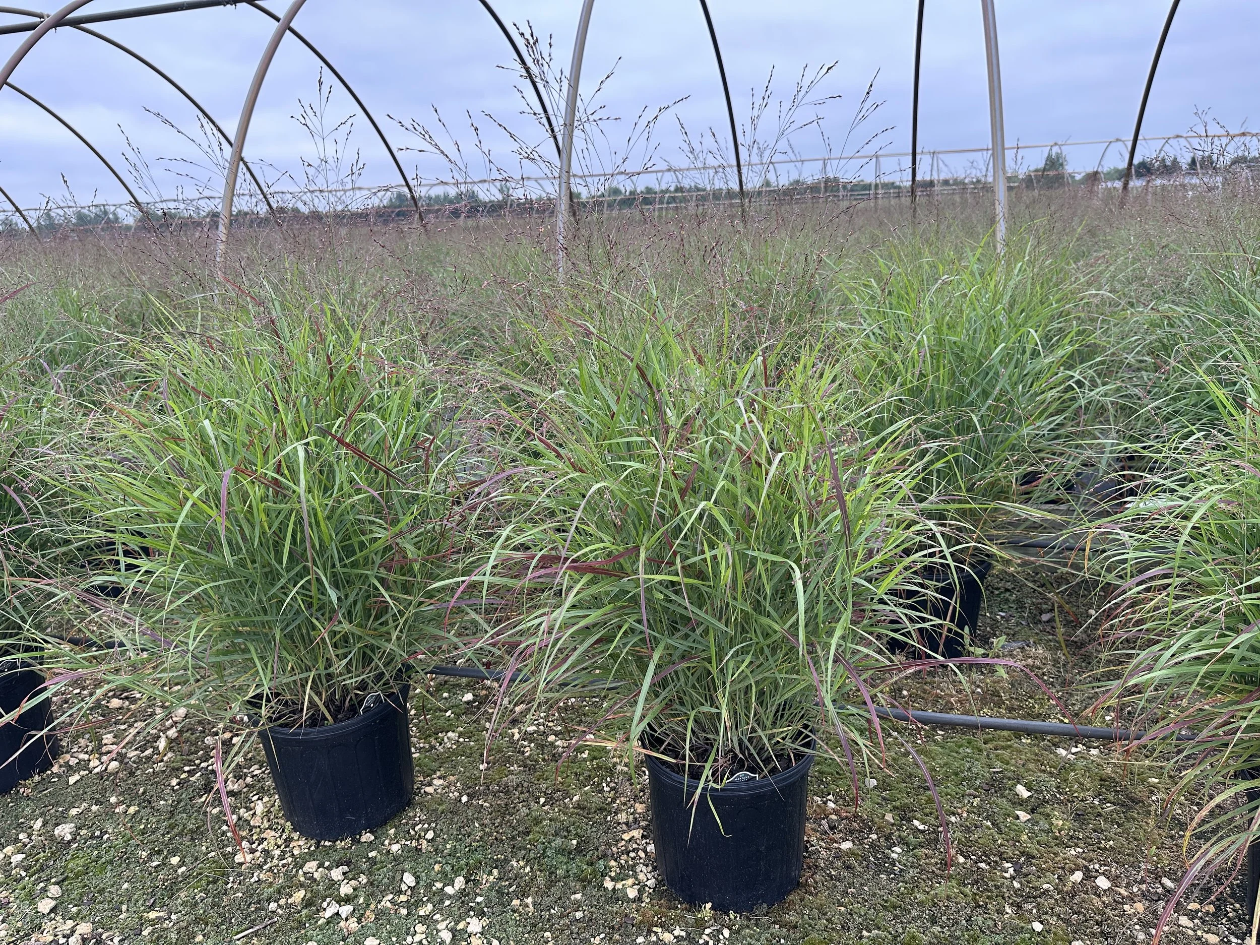 #3 Panicum Shenandoah.JPG