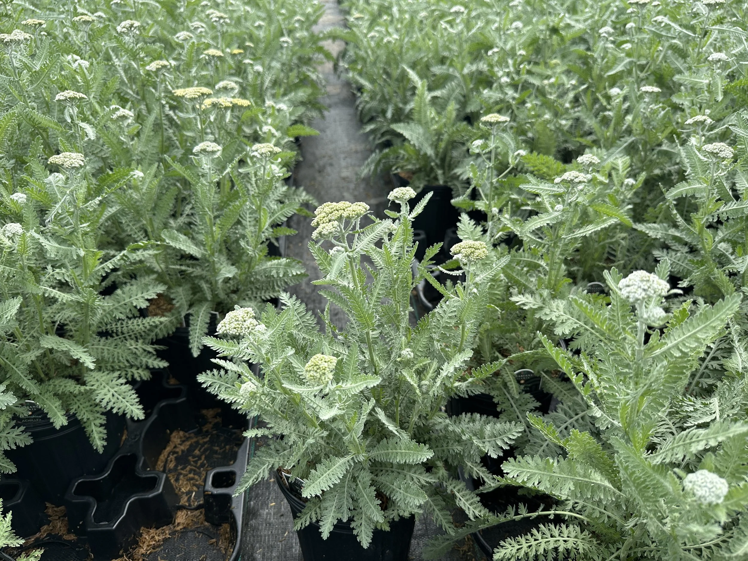 Achillea Moonshine.JPG