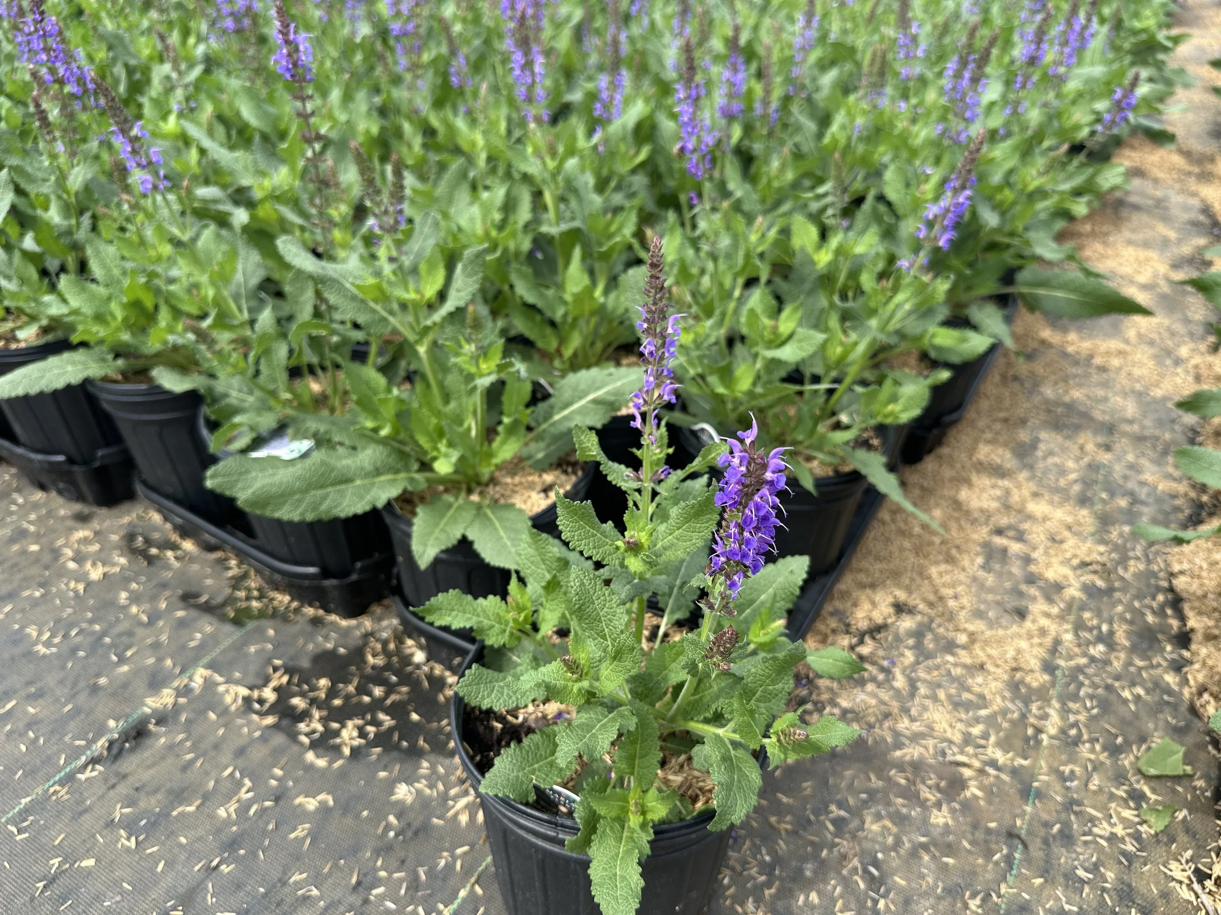 Salvia Blue by You.JPG