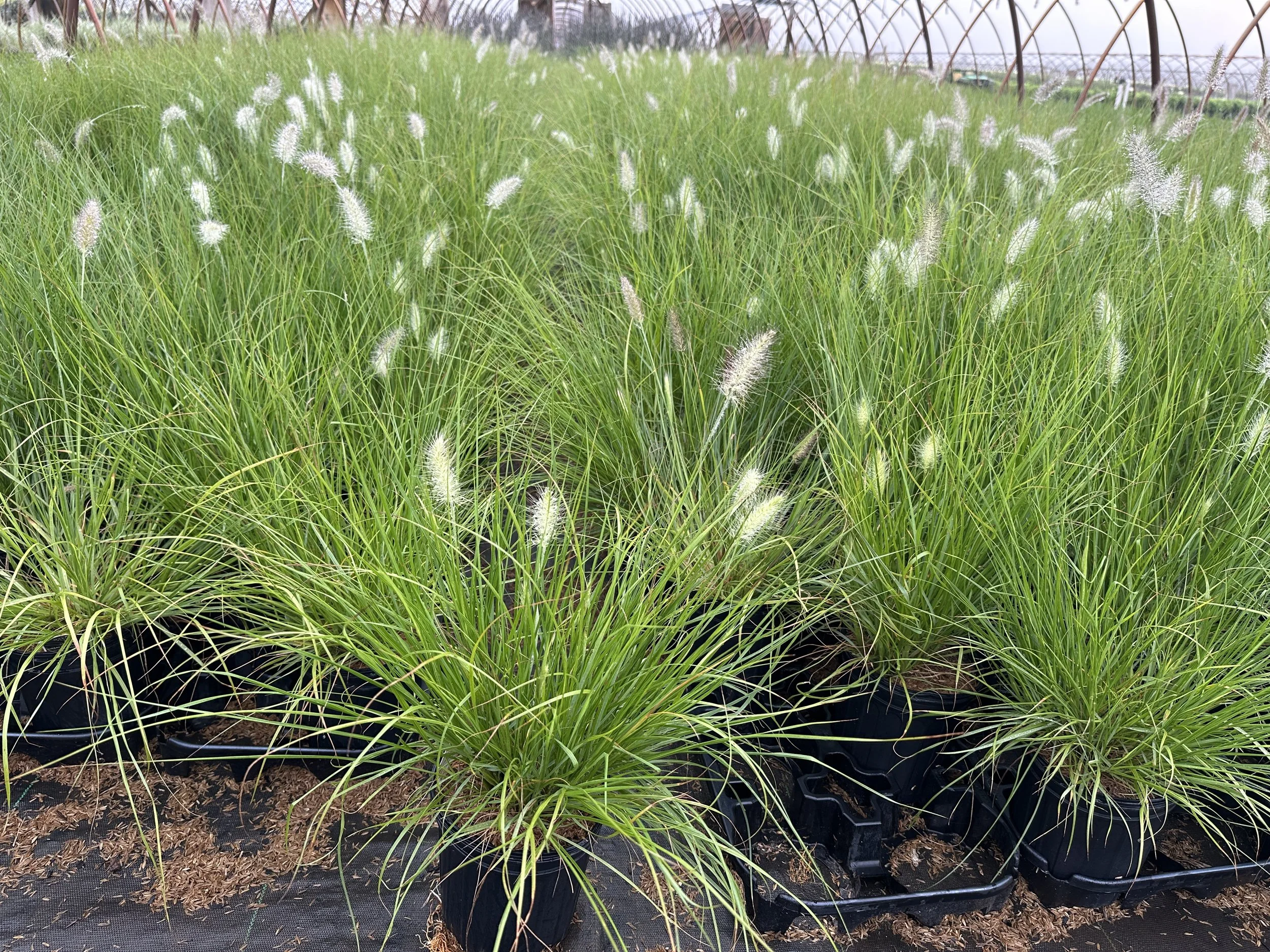 Pennisetum alopecuroides 'Hameln'